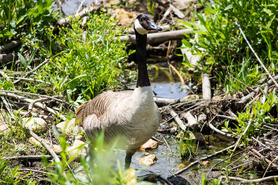 A goose stands in shallow water amidst green foliage on a sunny day.