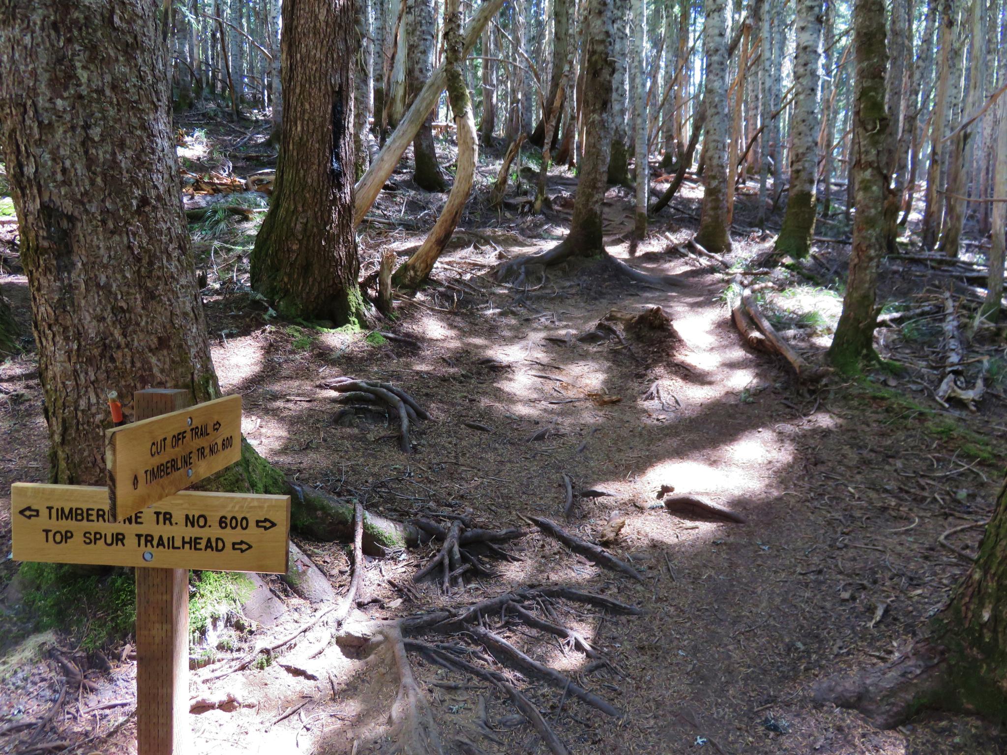 A dirt trail forks in a sun-dappled forest with exposed tree roots and signs.