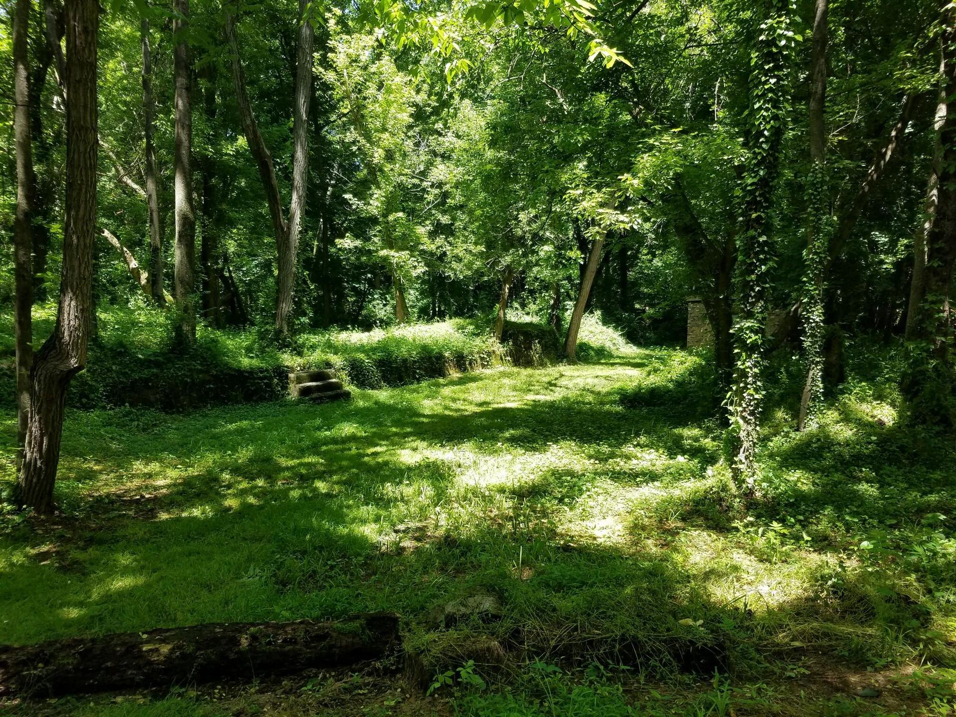Sun-dappled clearing in a dense green forest with old stone steps.