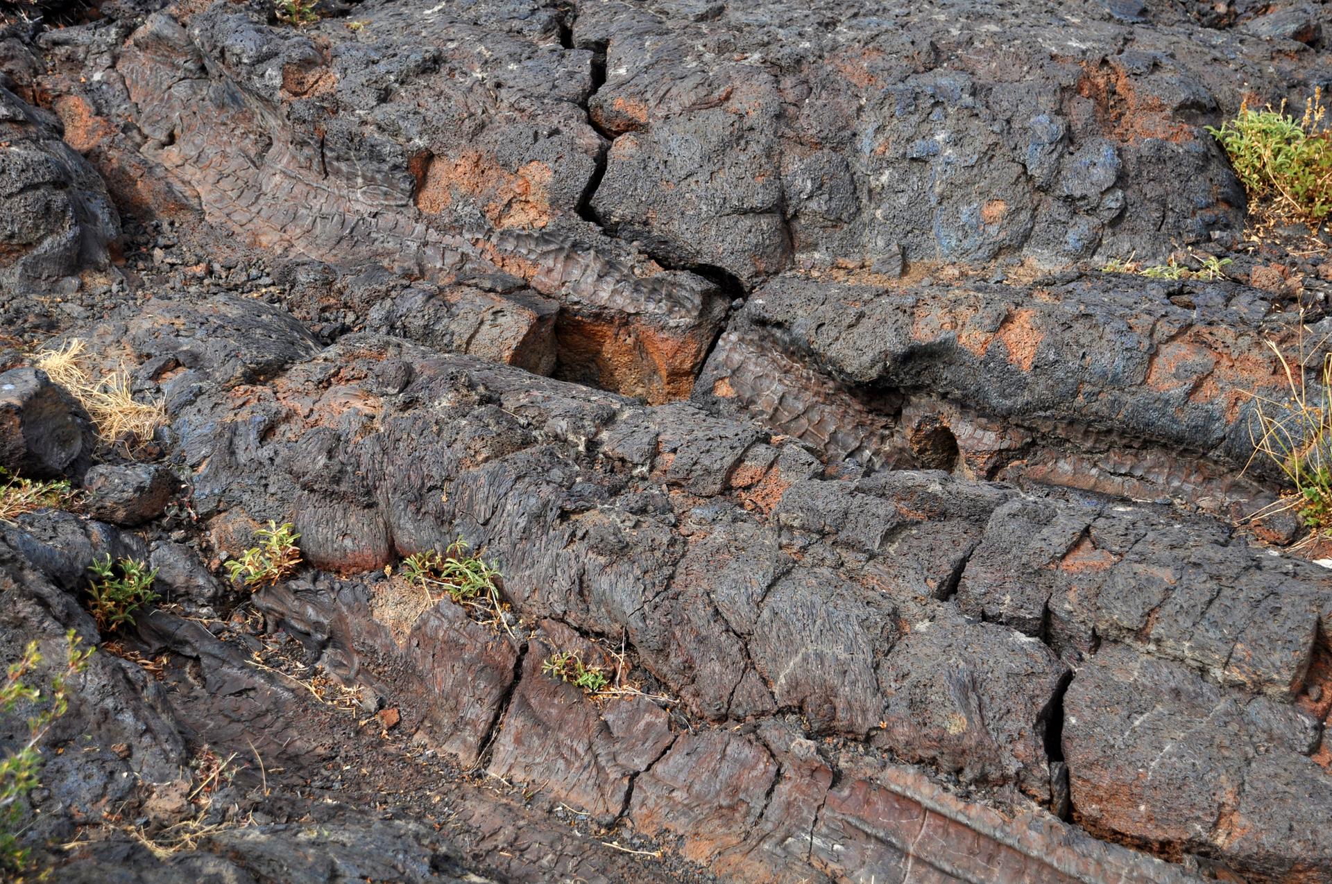 Close-up of dark, cracked volcanic rock with small green plants.