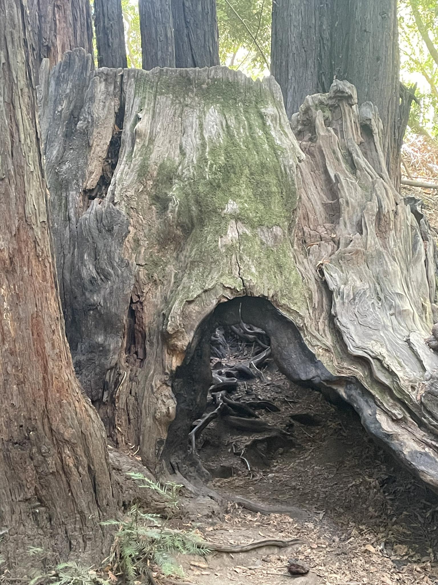 Close-up of a large, mossy tree stump with a hollowed-out base.