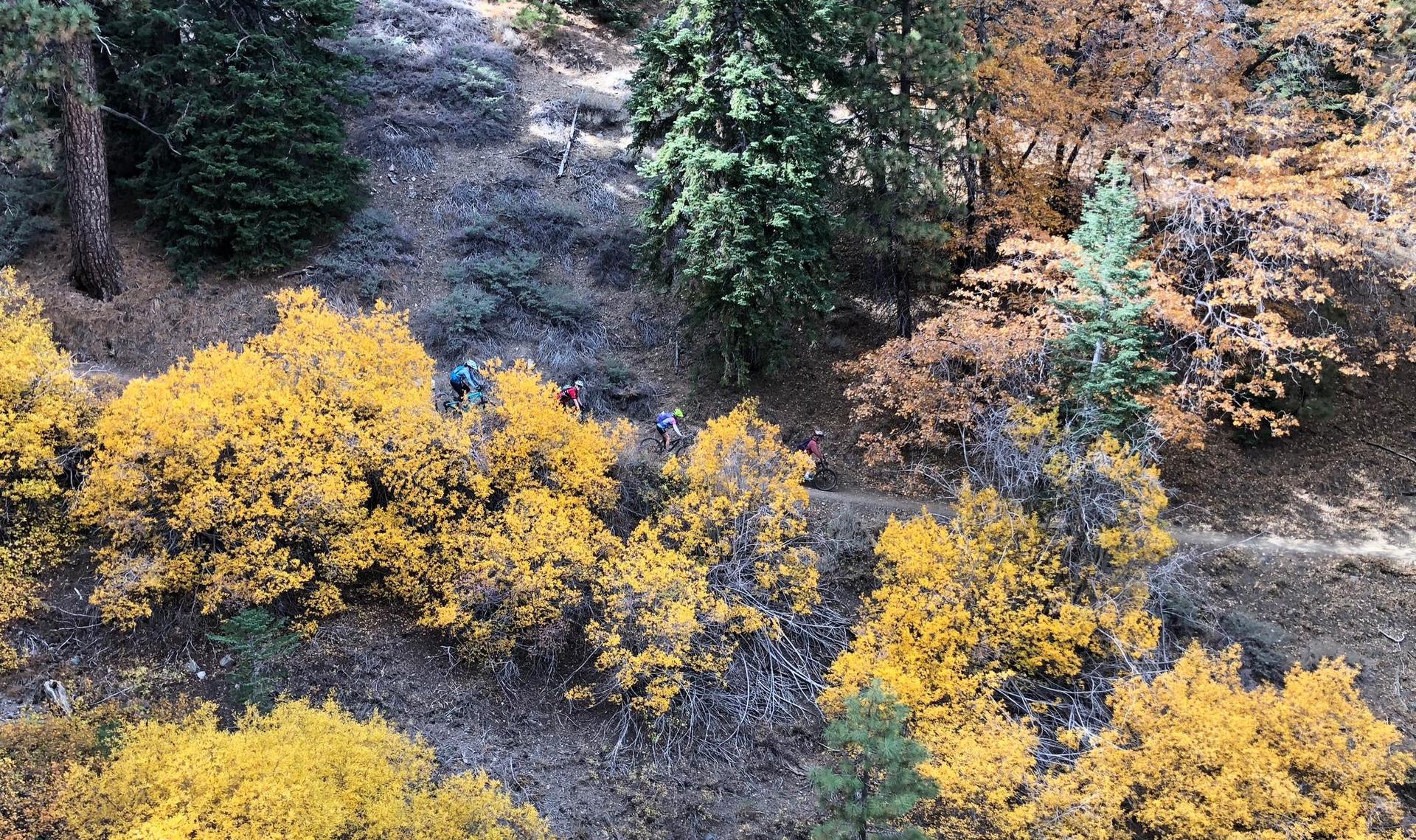 Several people hike on a trail through dense forest with bright yellow foliage.