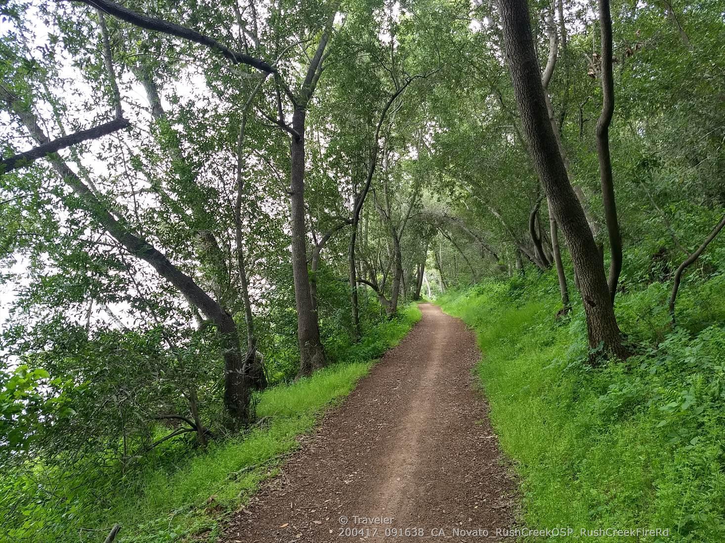 A dirt path winding through a lush green forest on an overcast day.