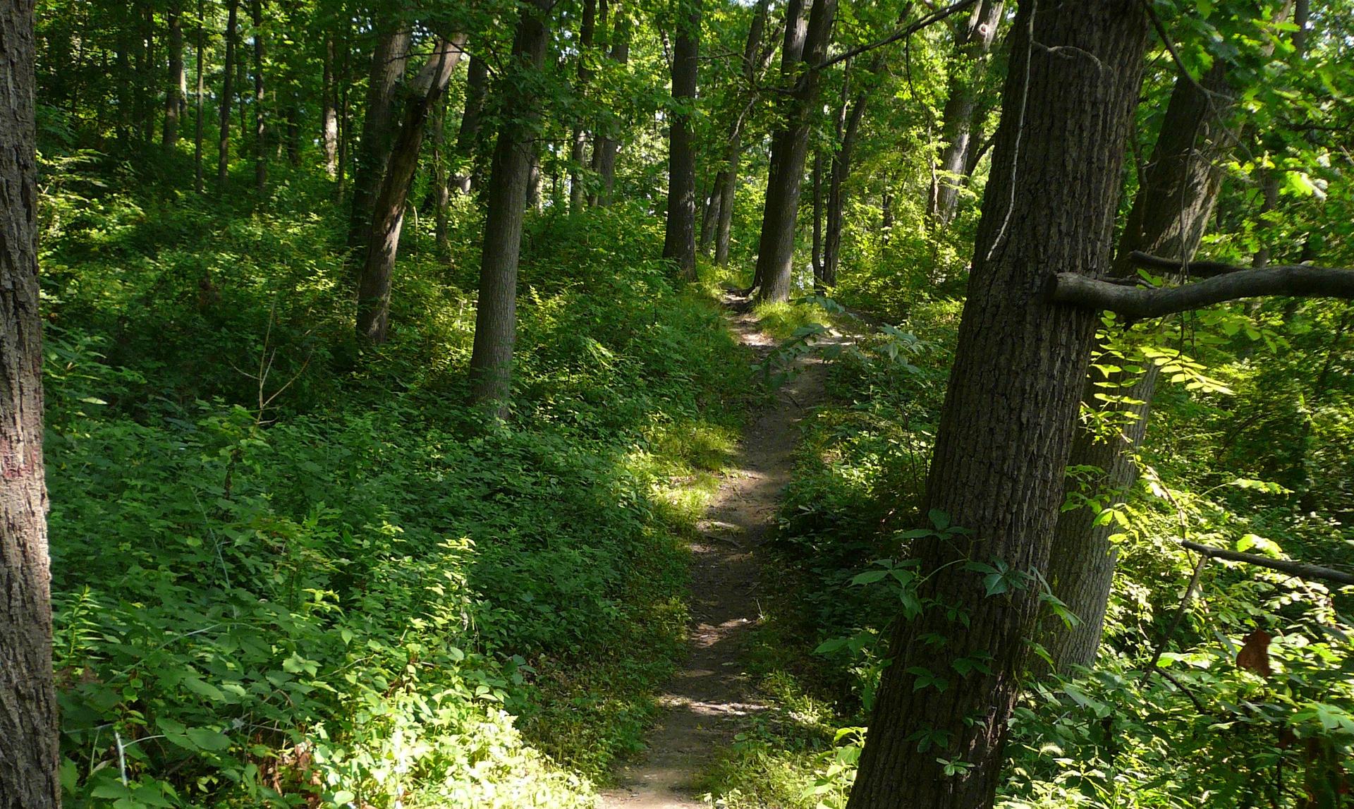 Winding forest path with lush green undergrowth and dappled sunlight.