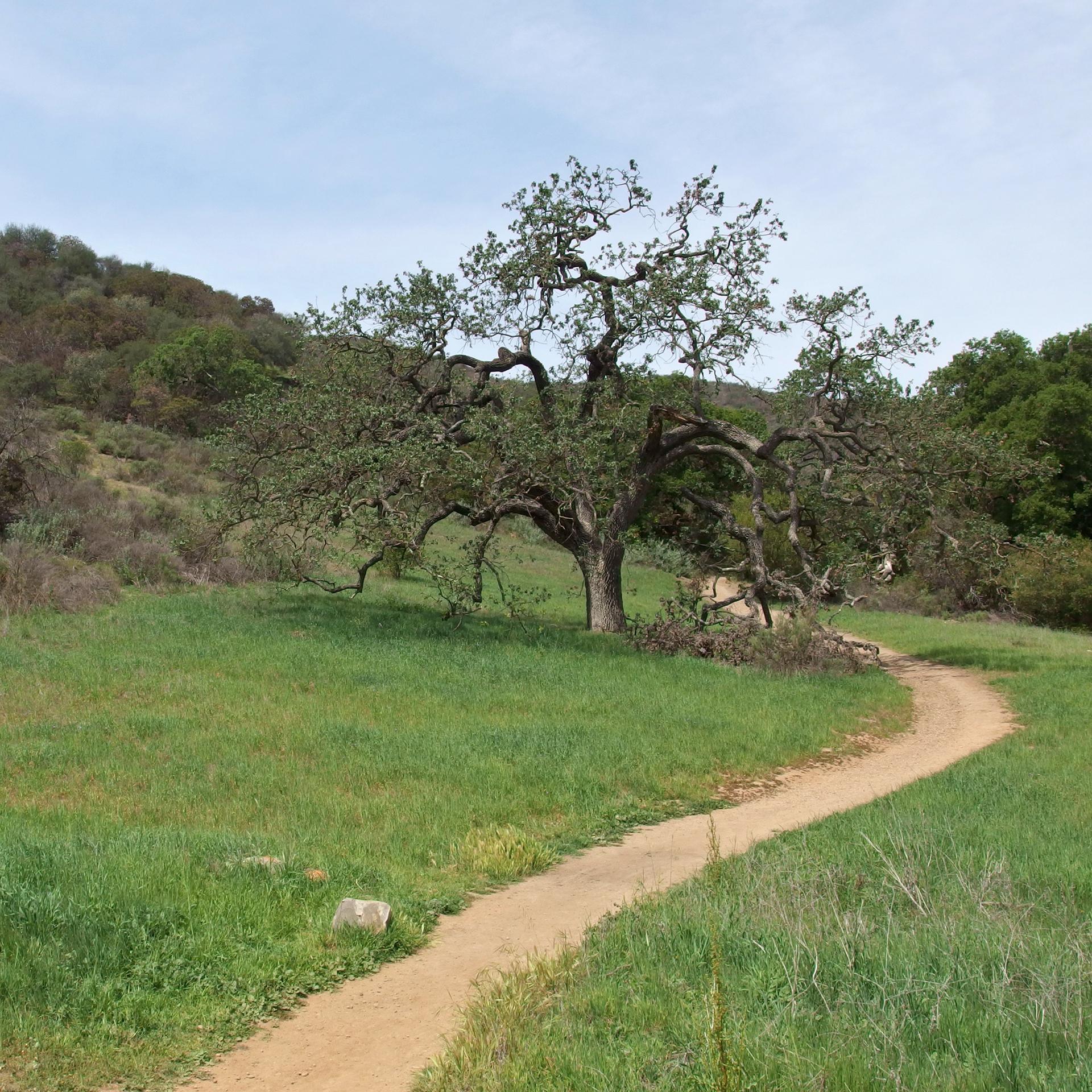 Winding dirt path through green grass towards a large tree under bright sky.