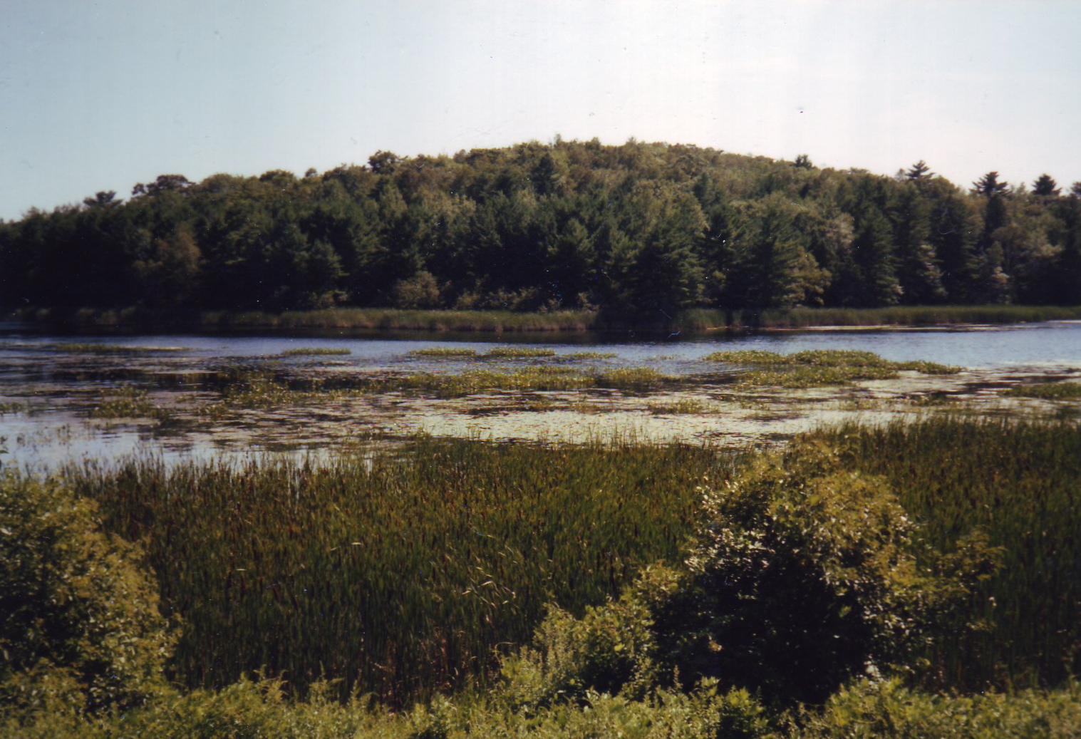 A calm lake with lily pads and reeds, backed by a dense forest under clear skies.