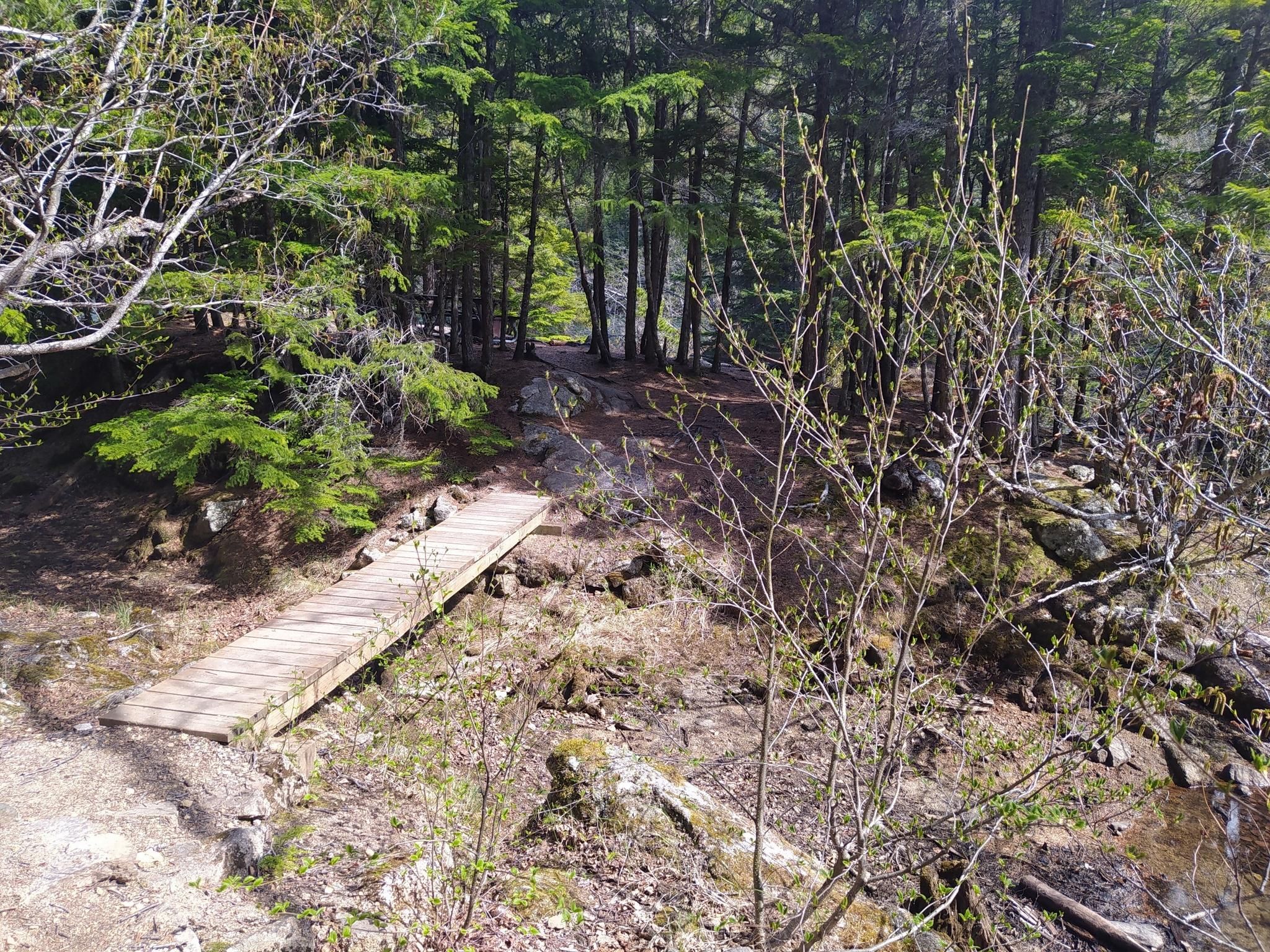 Wooden boardwalk path through a sunlit forest with sparse undergrowth. - Lower Dewey Lake Loop Trail