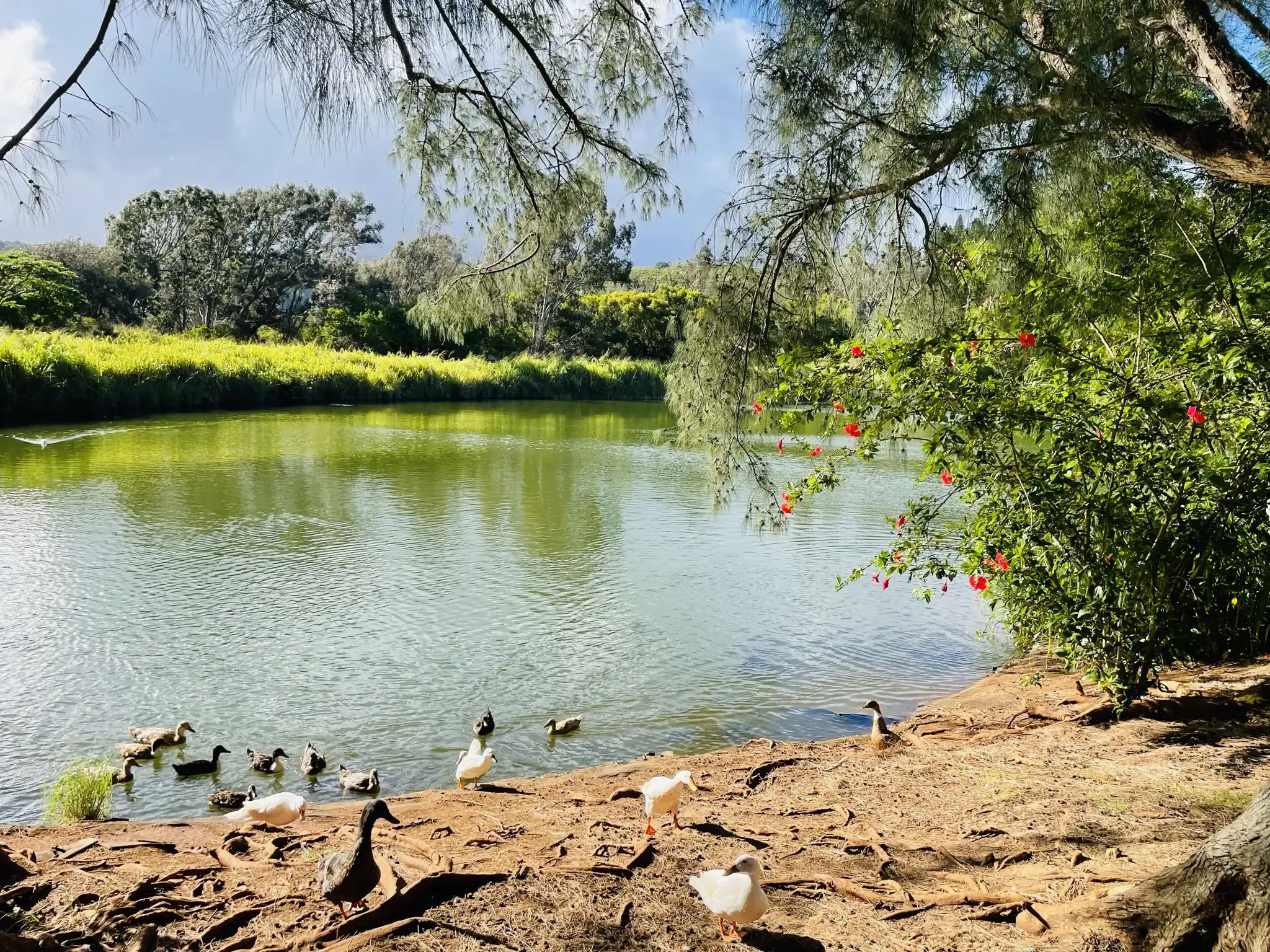 Ducks on a dirt bank next to a green pond with lush trees. - Kapalua Village Trails loop