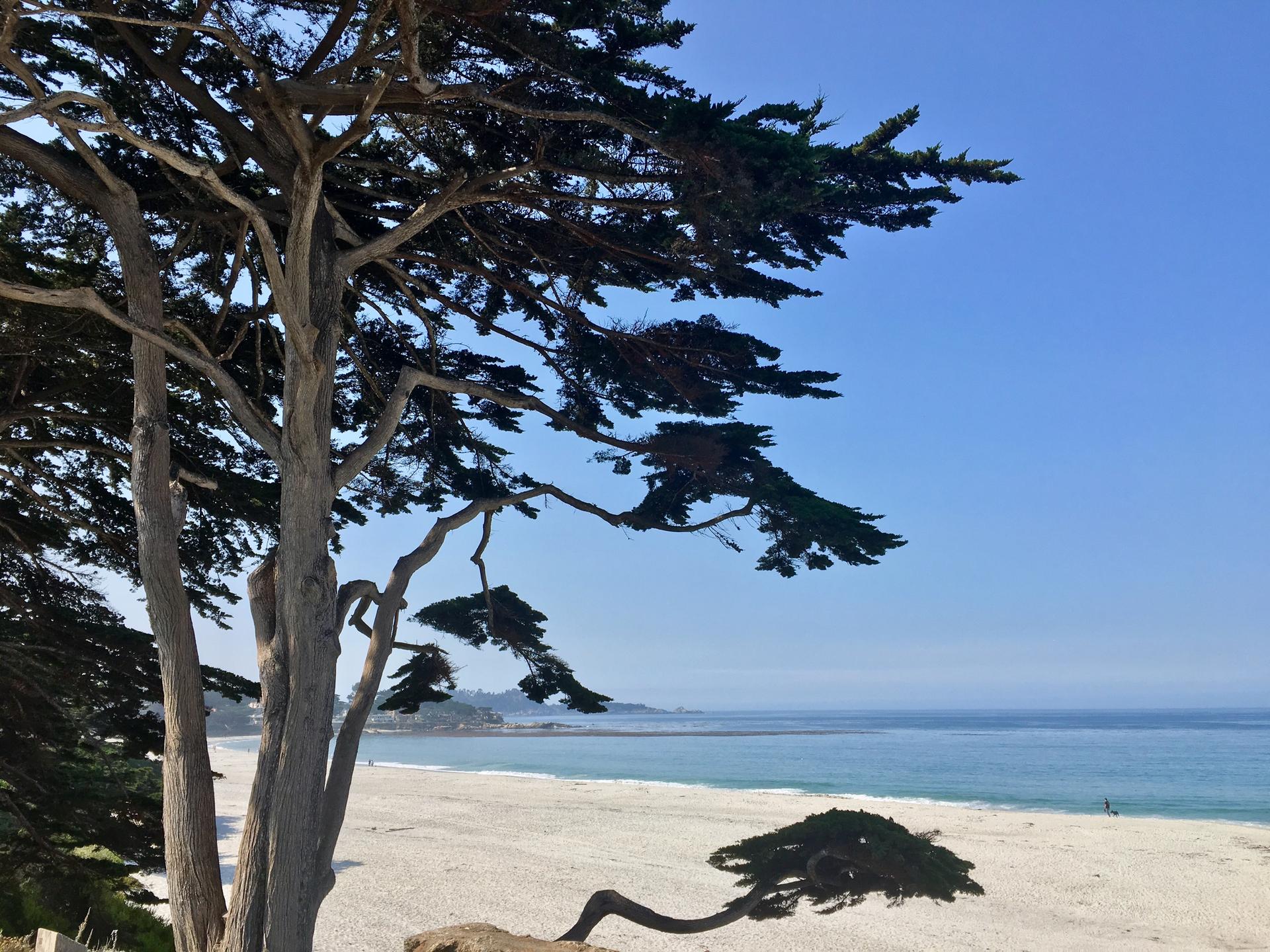 Large tree on a sunny white sand beach by the calm blue ocean.