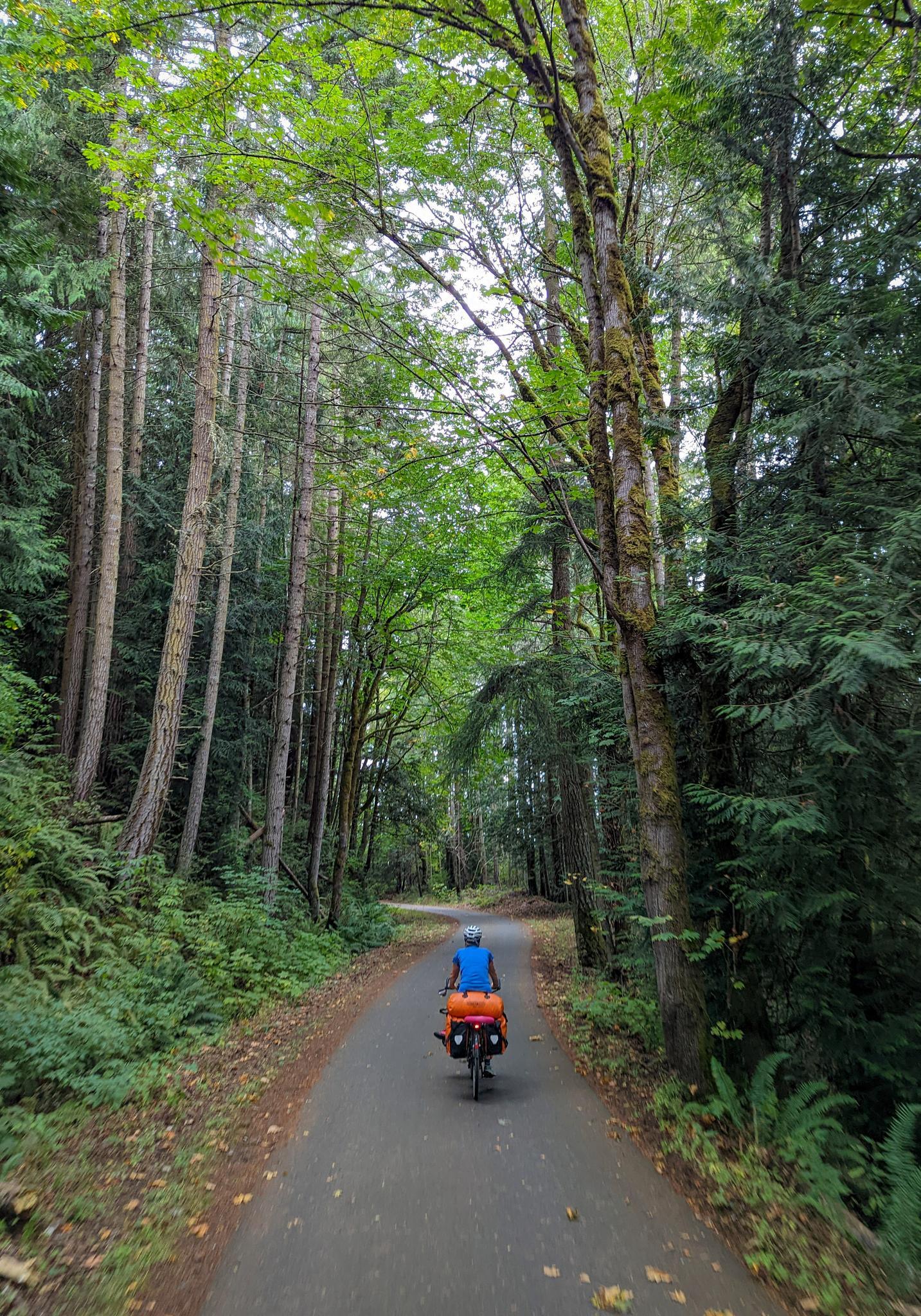 A cyclist rides on a paved path through a dense, tall forest.