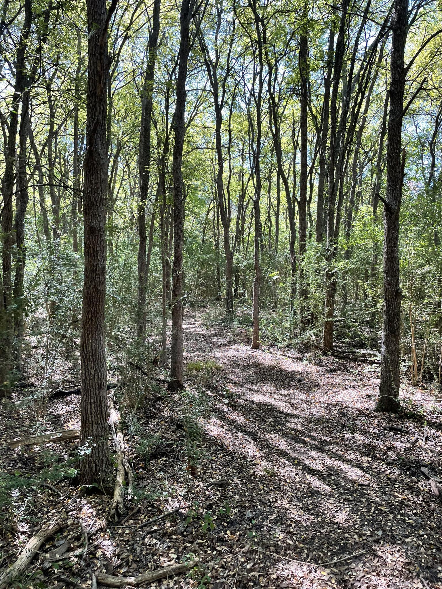 Sunny forest path with tall trees and dappled light on the leafy ground.