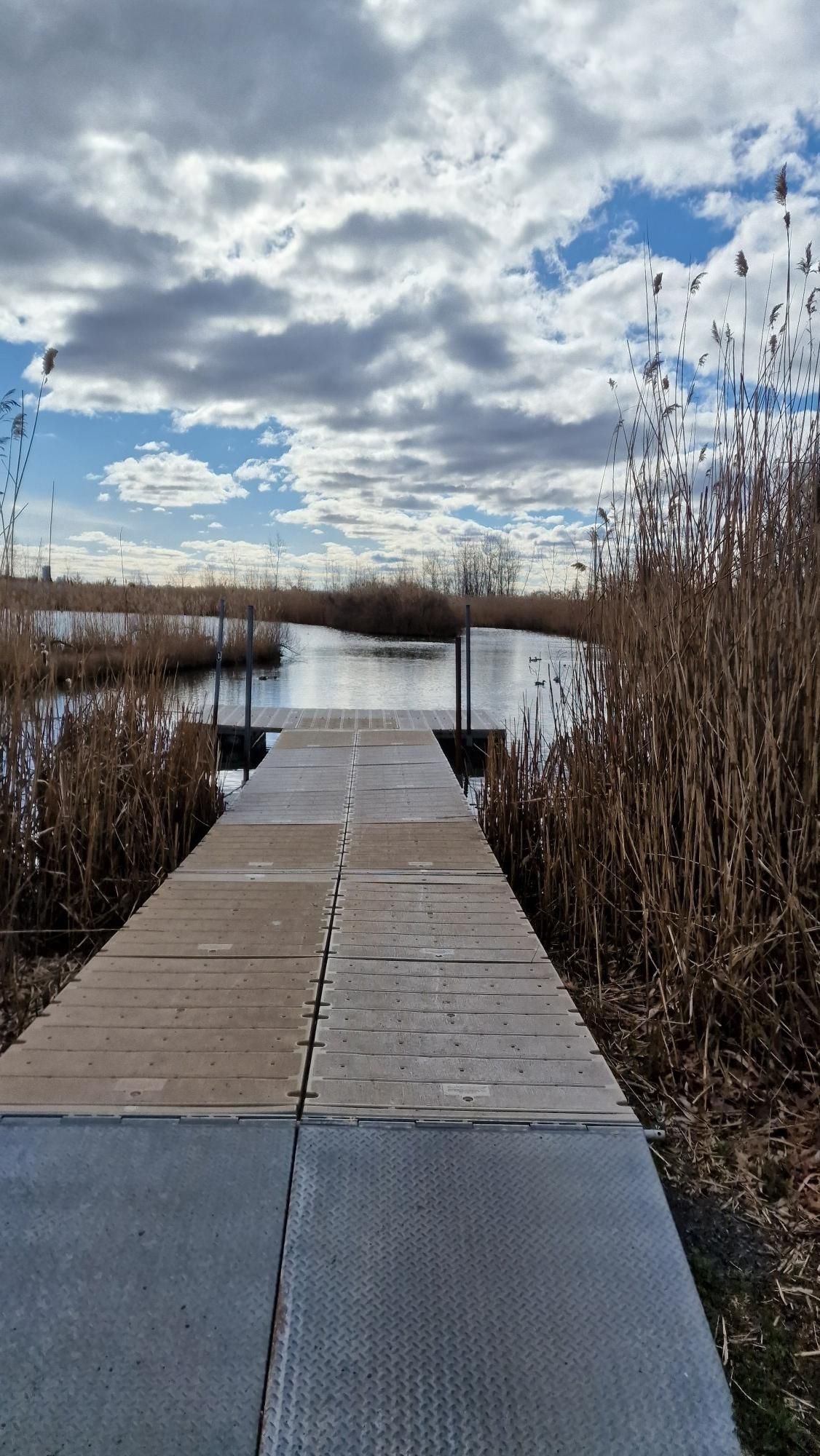 Wooden boardwalk extends into a marshy lake surrounded by tall reeds. - Richard J. Sullivan Natural Area Loop