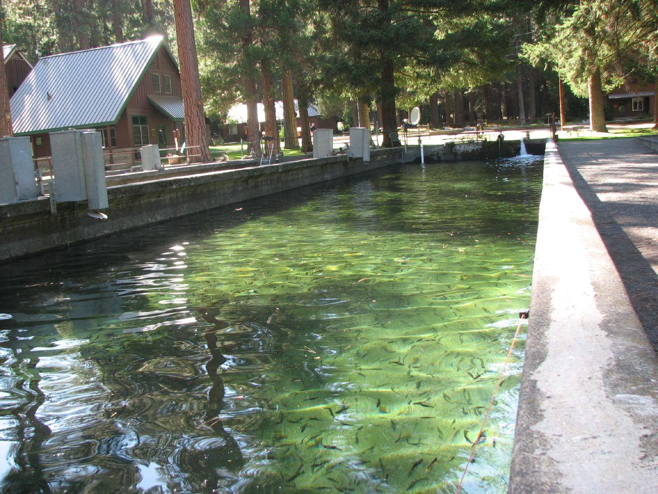 A long, clear green water channel filled with small fish.