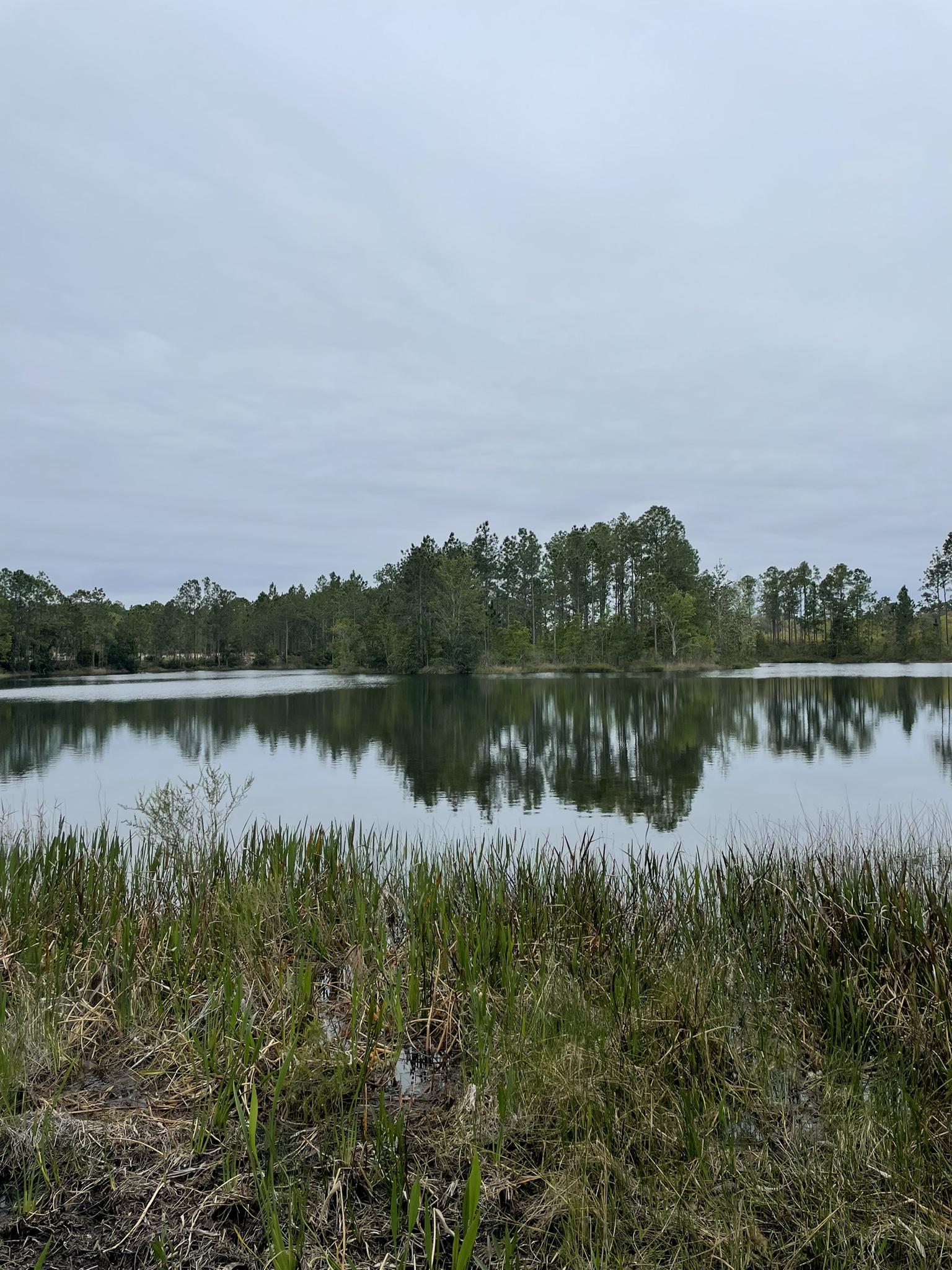 Calm lake reflecting trees under an overcast sky, with tall grass.