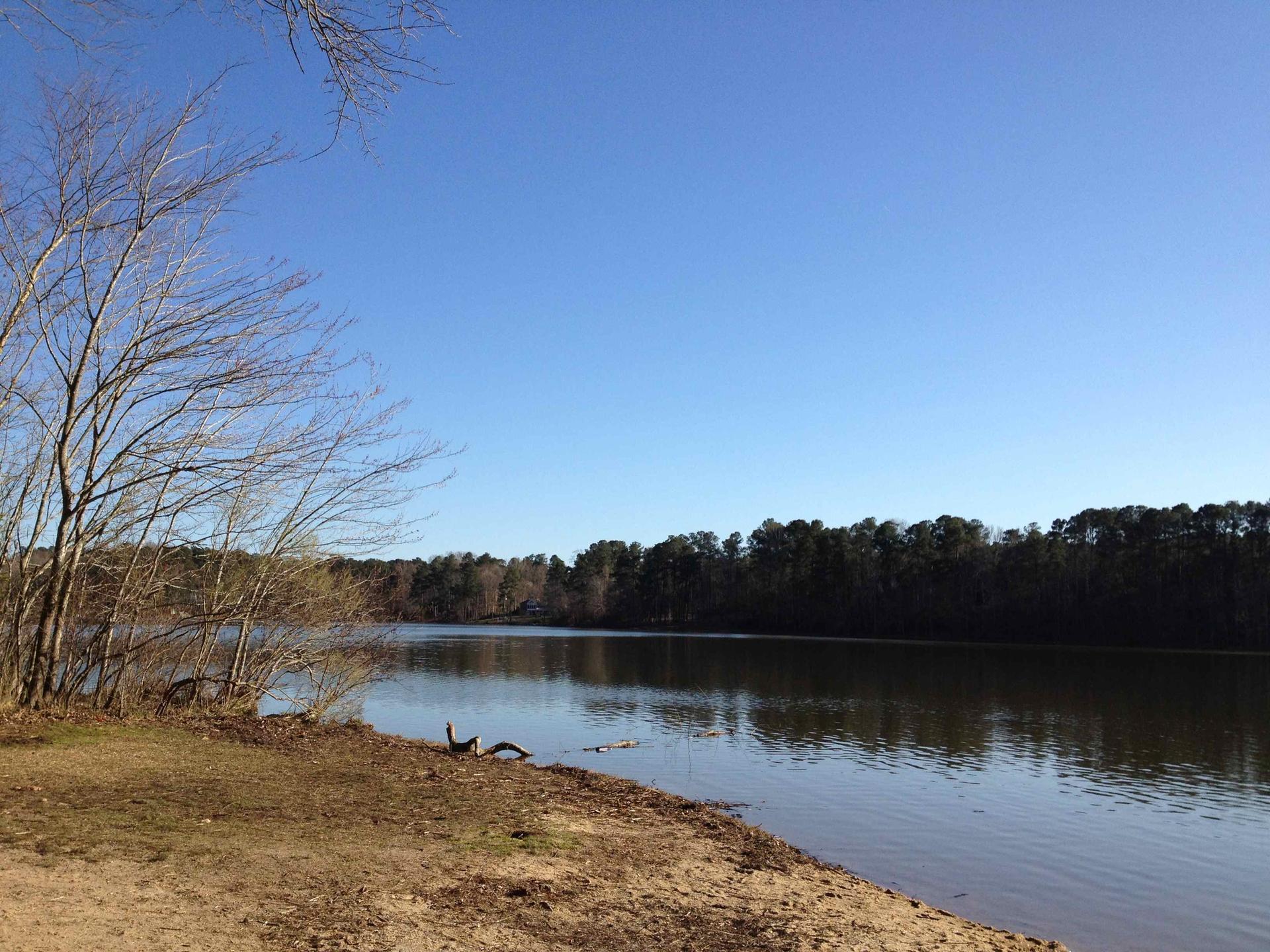 Sunny view of a calm lake with bare trees and a distant forest.