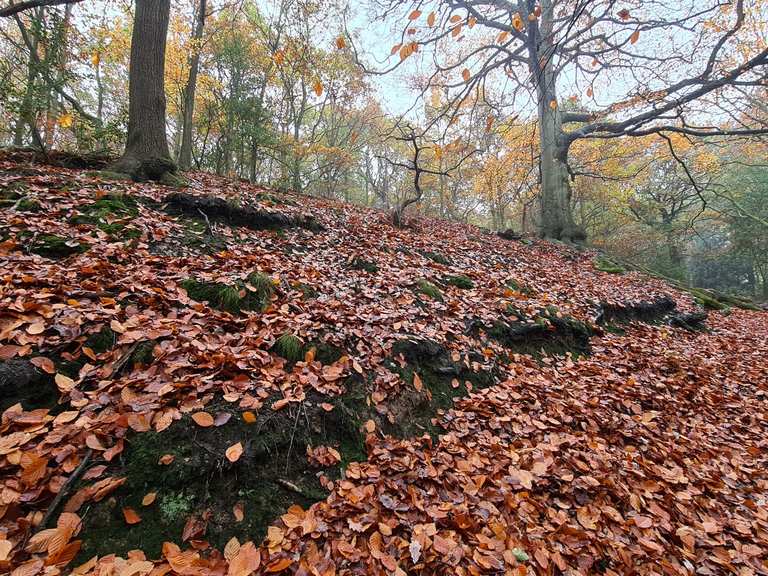 Woolley Wood – Hikes & How to Get There | Komoot