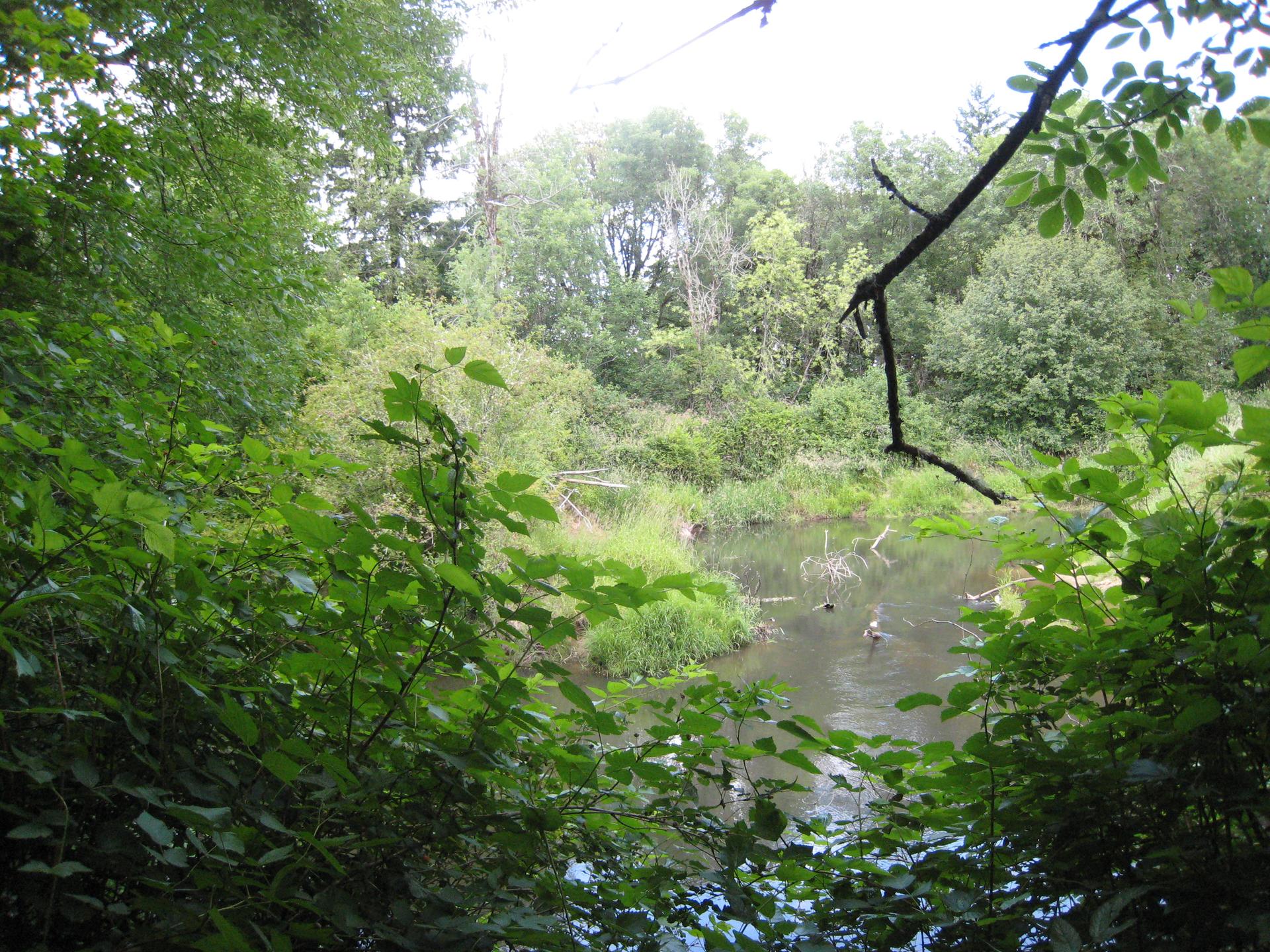 Lush green foliage frames a calm body of water under soft daylight.