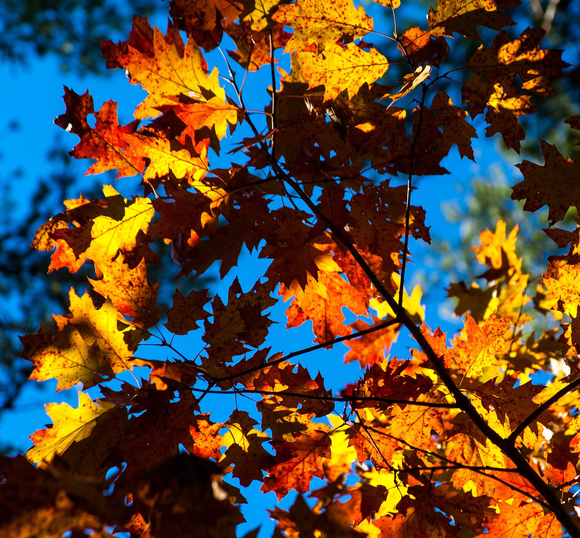 Vibrant orange and yellow autumn leaves backlit by bright sun against a blue sky.
