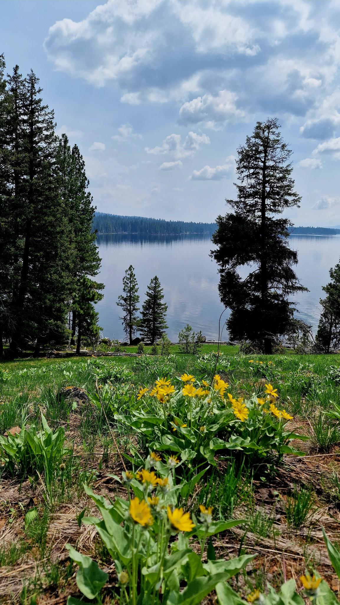 Yellow wildflowers in the foreground with a calm lake and forest behind.