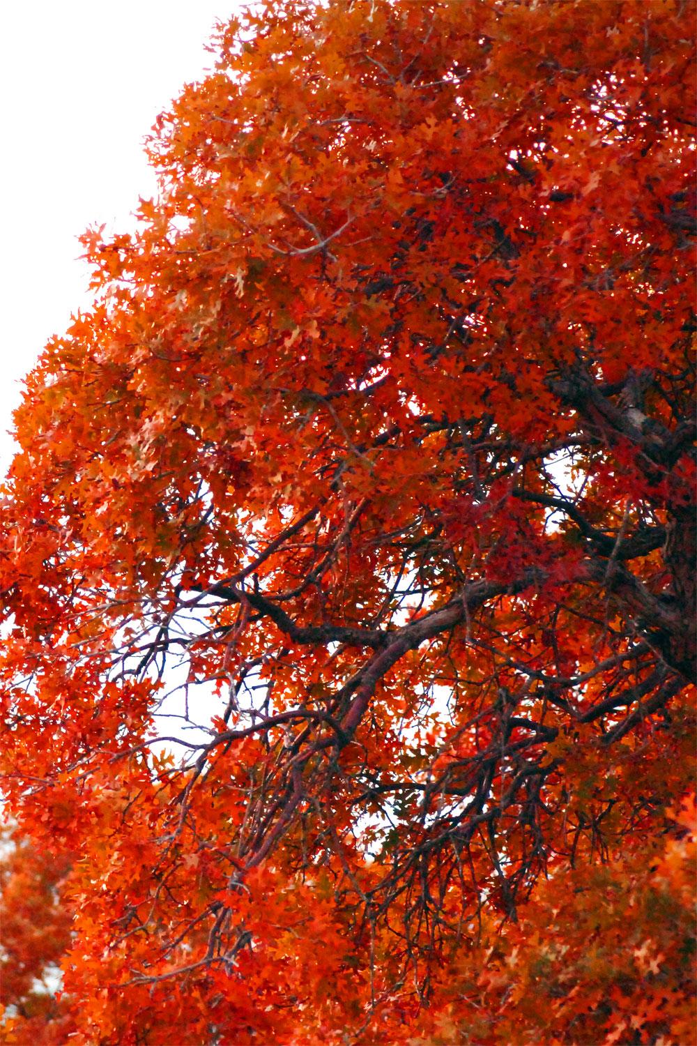 Vibrant orange autumn leaves fill the frame against a bright sky.