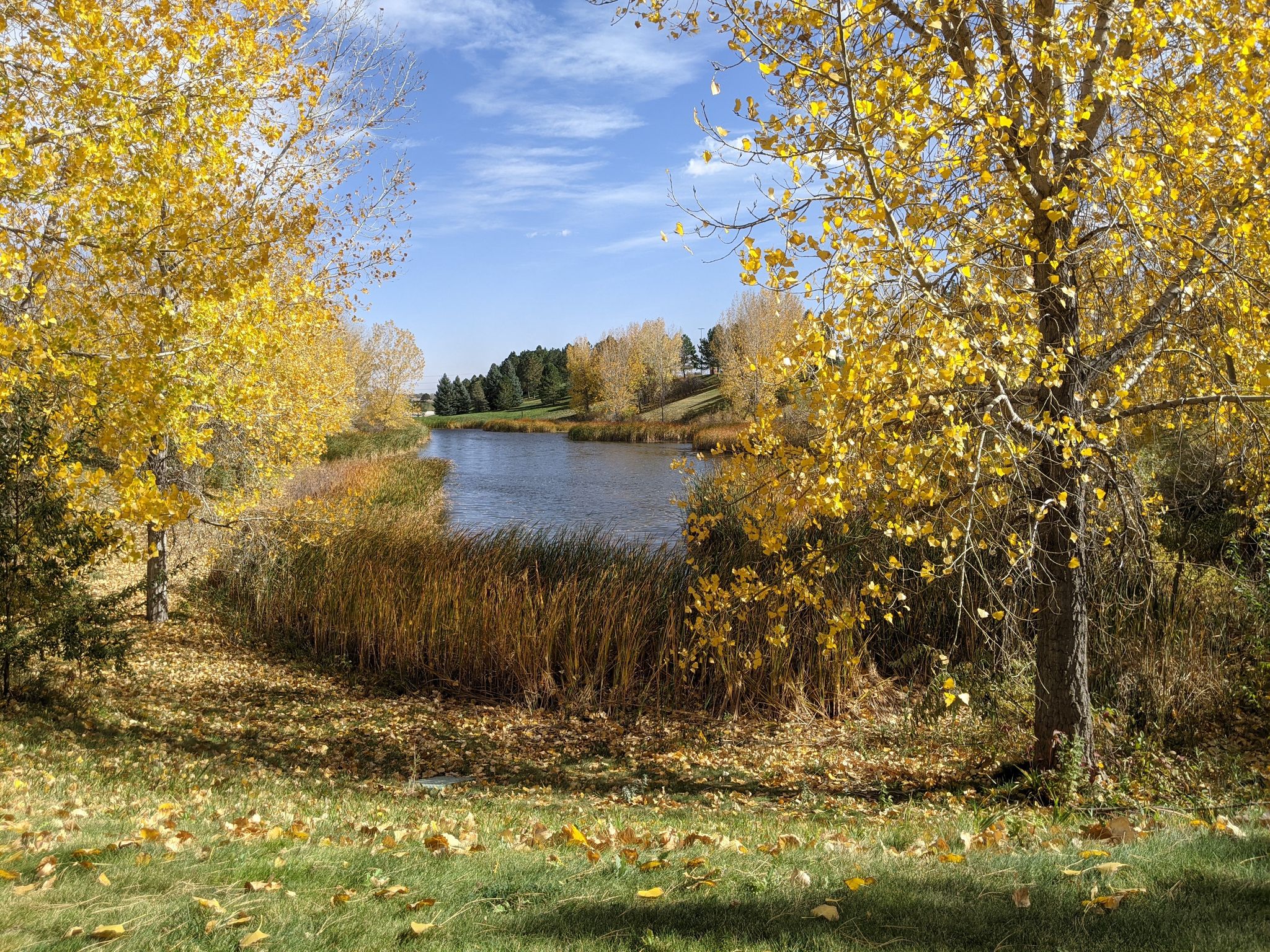 Sunny autumn landscape with a pond surrounded by vibrant yellow trees and reeds. - Frank Varra Park Loop