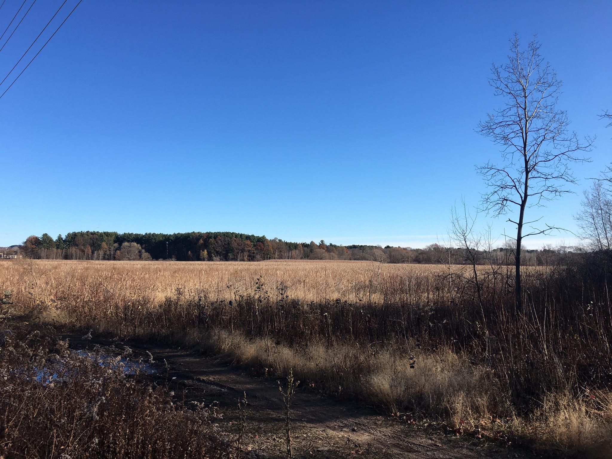 A vast golden field stretches under a clear blue sky. - Cutler Park Reservation loop from Needham Heights