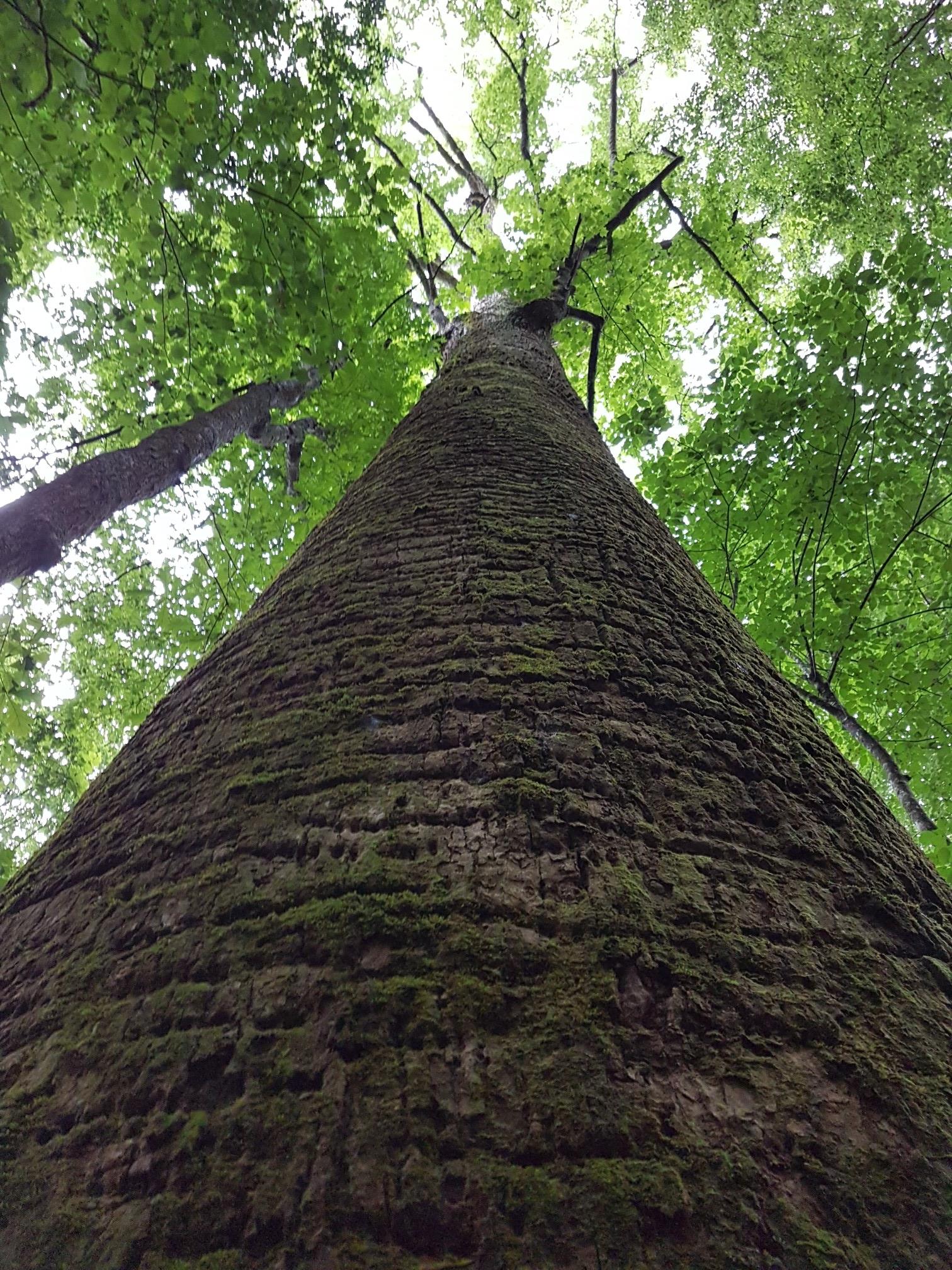 Looking up a tall, mossy tree trunk into a green canopy.