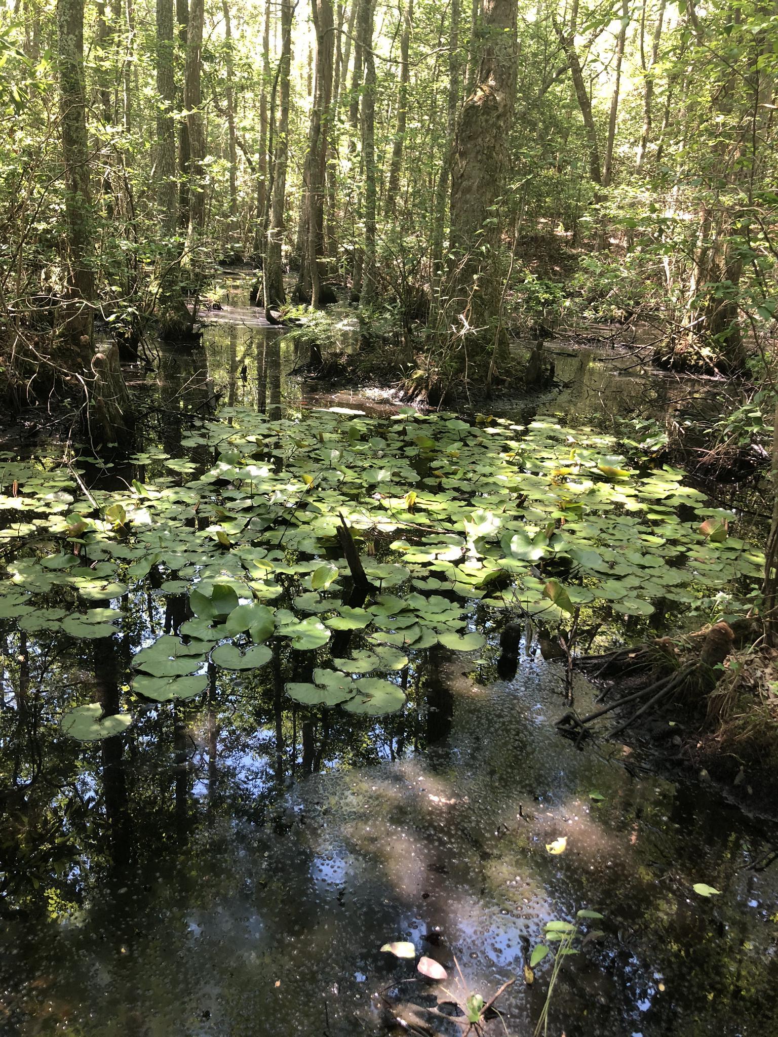 A swampy forest scene with lily pads on dark water, dappled sunlight.