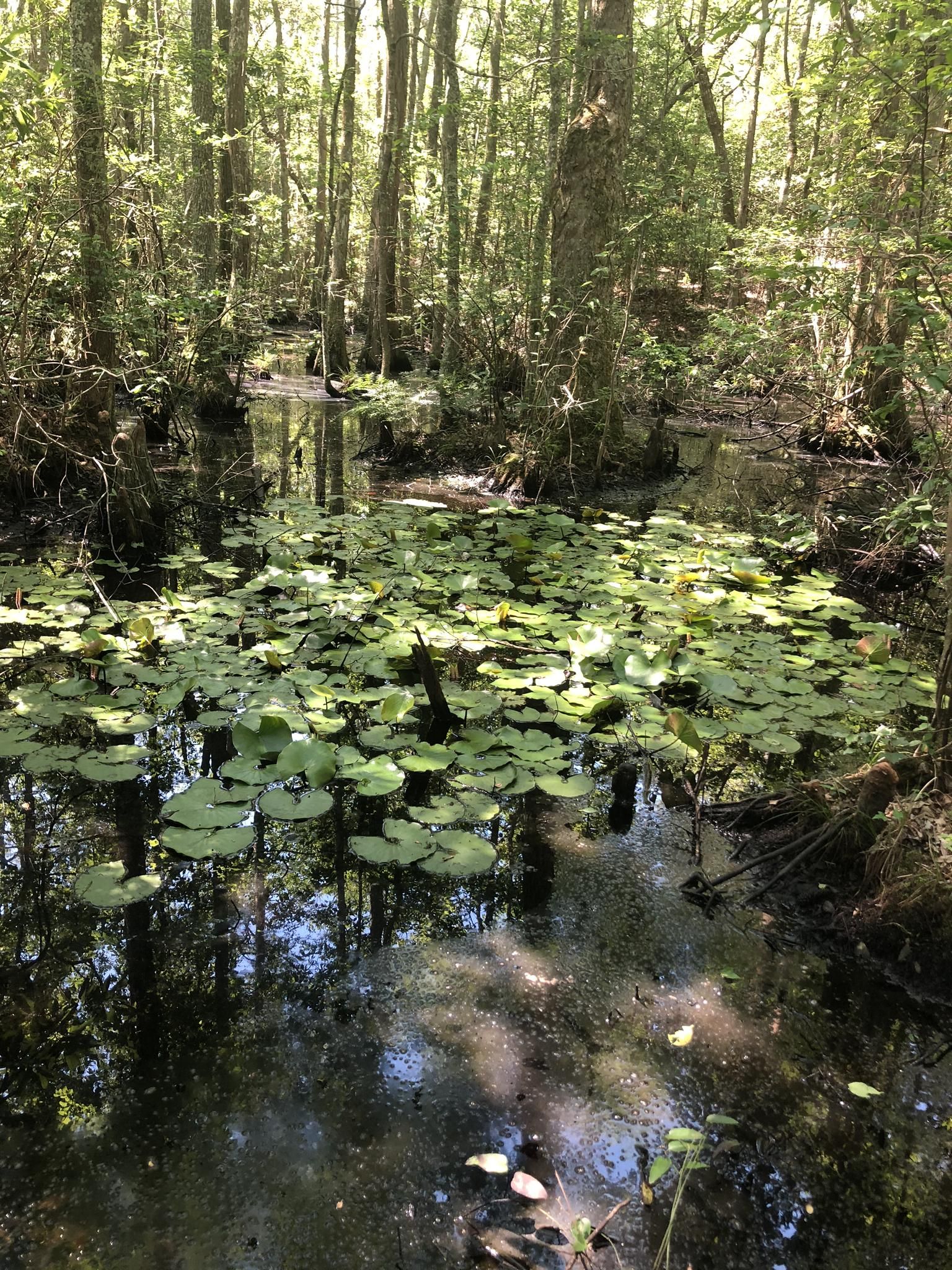 A swampy forest scene with lily pads on dark water, dappled sunlight. - Osmanthus Trail Loop