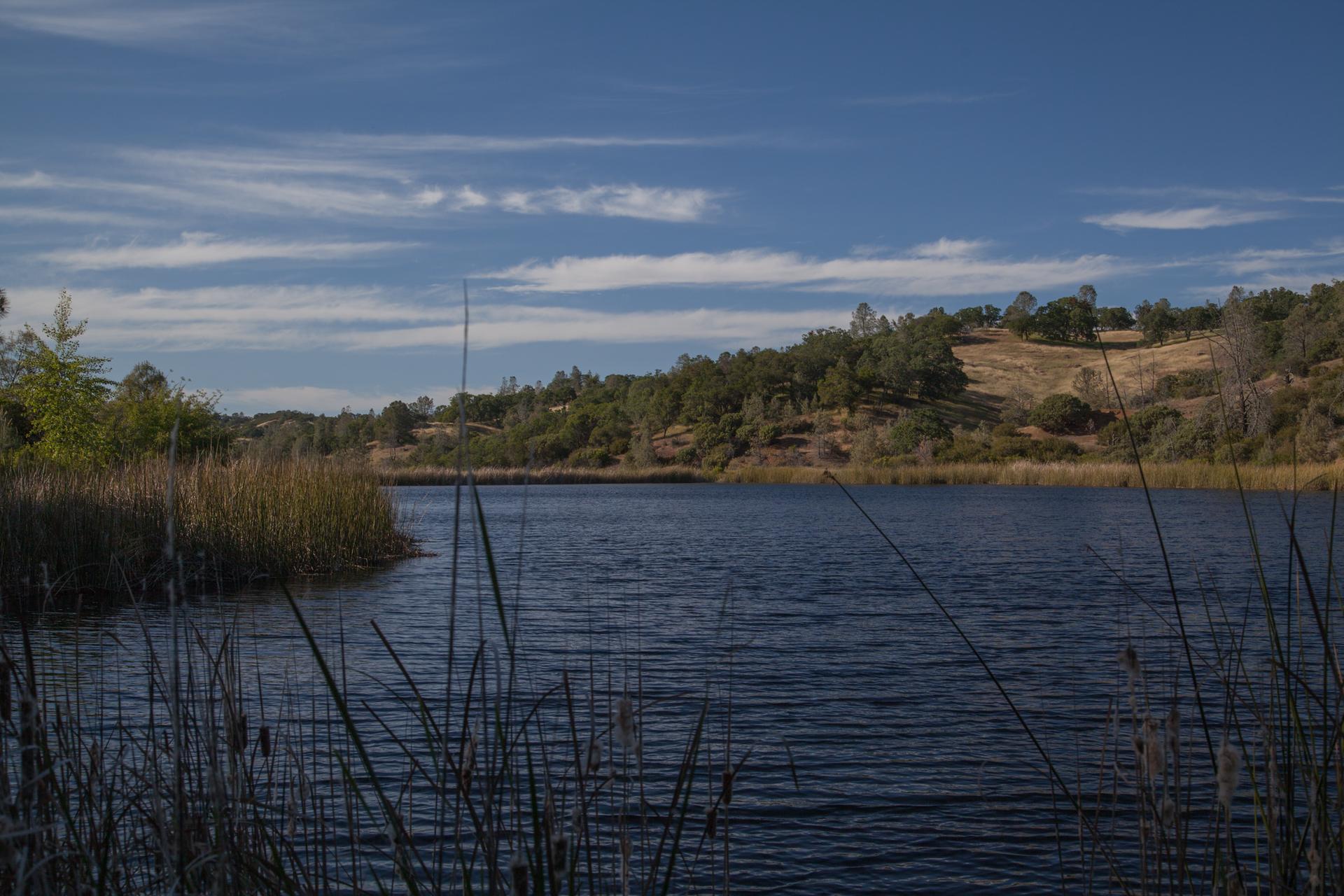 Calm lake with tall reeds in foreground, forested hills under blue sky.