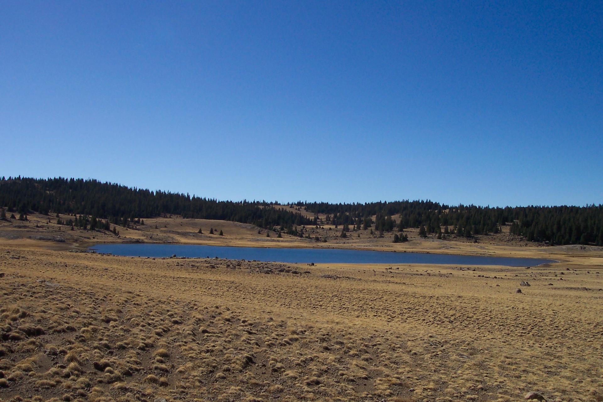 Blue lake in a golden field, bordered by dark green forest under clear sky.