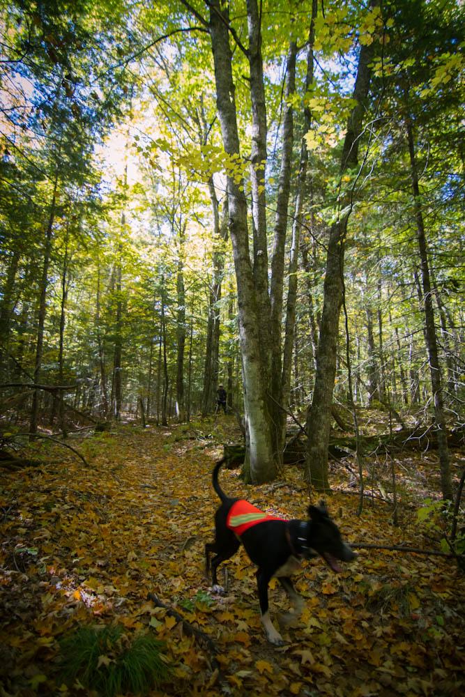 A dog in an orange vest walks through a sun-dappled forest with fallen leaves.