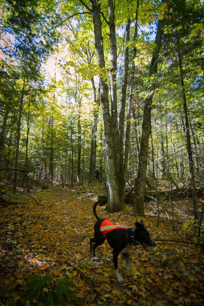 A dog in an orange vest walks through a sun-dappled forest with fallen leaves. - Patsy Lake Trail