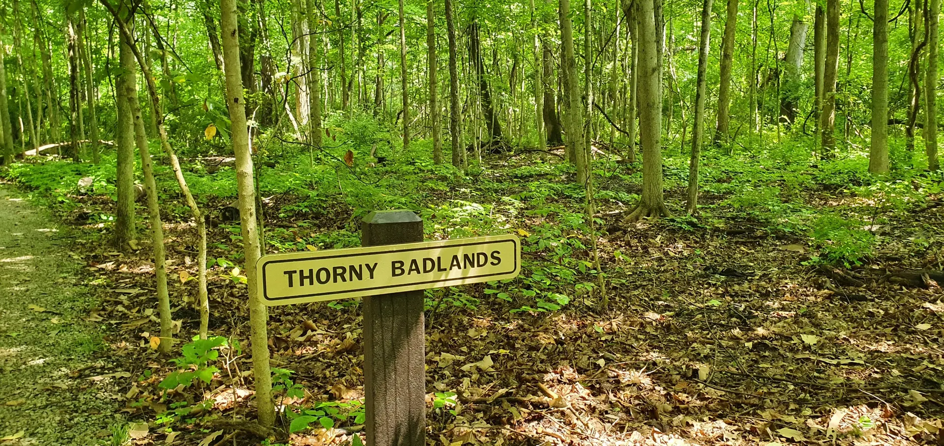 A wooden sign reading 'THORNY BADLANDS' in a sunlit, dense green forest.