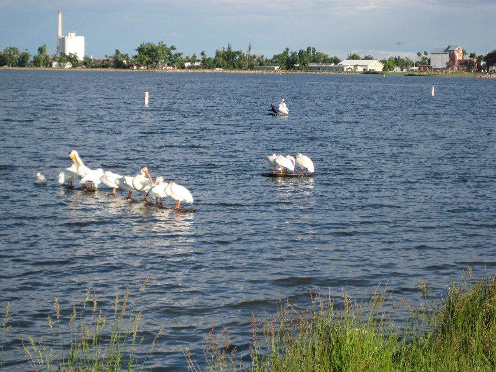 Several white pelicans swim on a large lake with distant buildings. - Windsor Lake Loop Trail