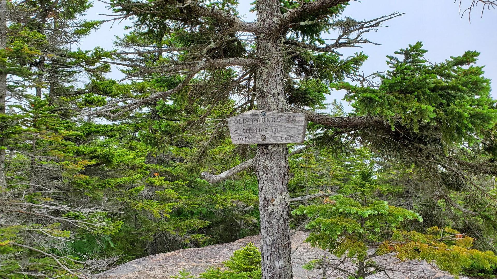 A wooden trail sign attached to a tree in a dense evergreen forest under an overcast sky.