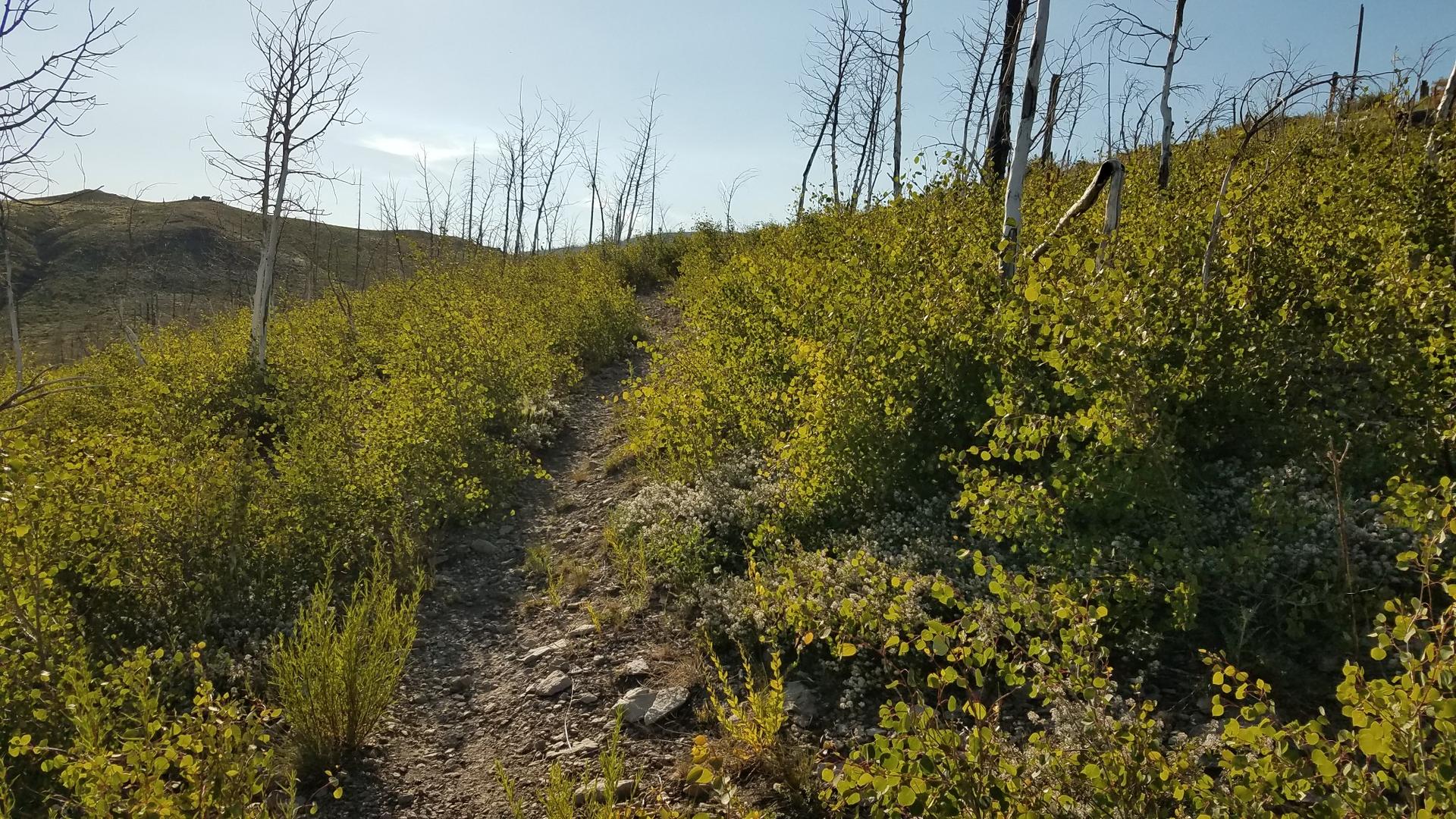Uphill dirt path through green bushes and bare trees in bright daylight.