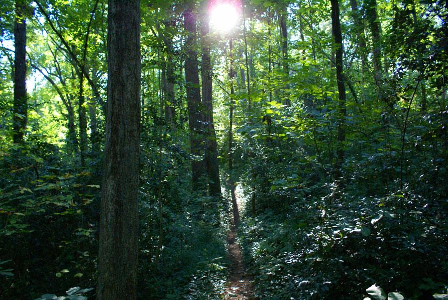 Sunlight filters through dense green trees onto a winding forest path.