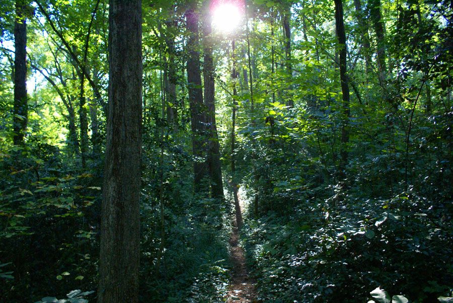 Sunlight filters through dense green trees onto a winding forest path. - Swamp Rabbit Trail