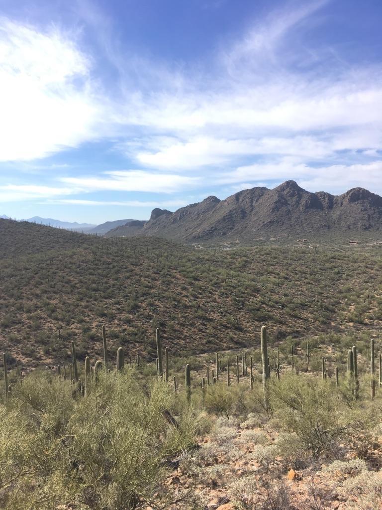 Expansive desert landscape with cacti, brush, and distant mountains under a blue sky.