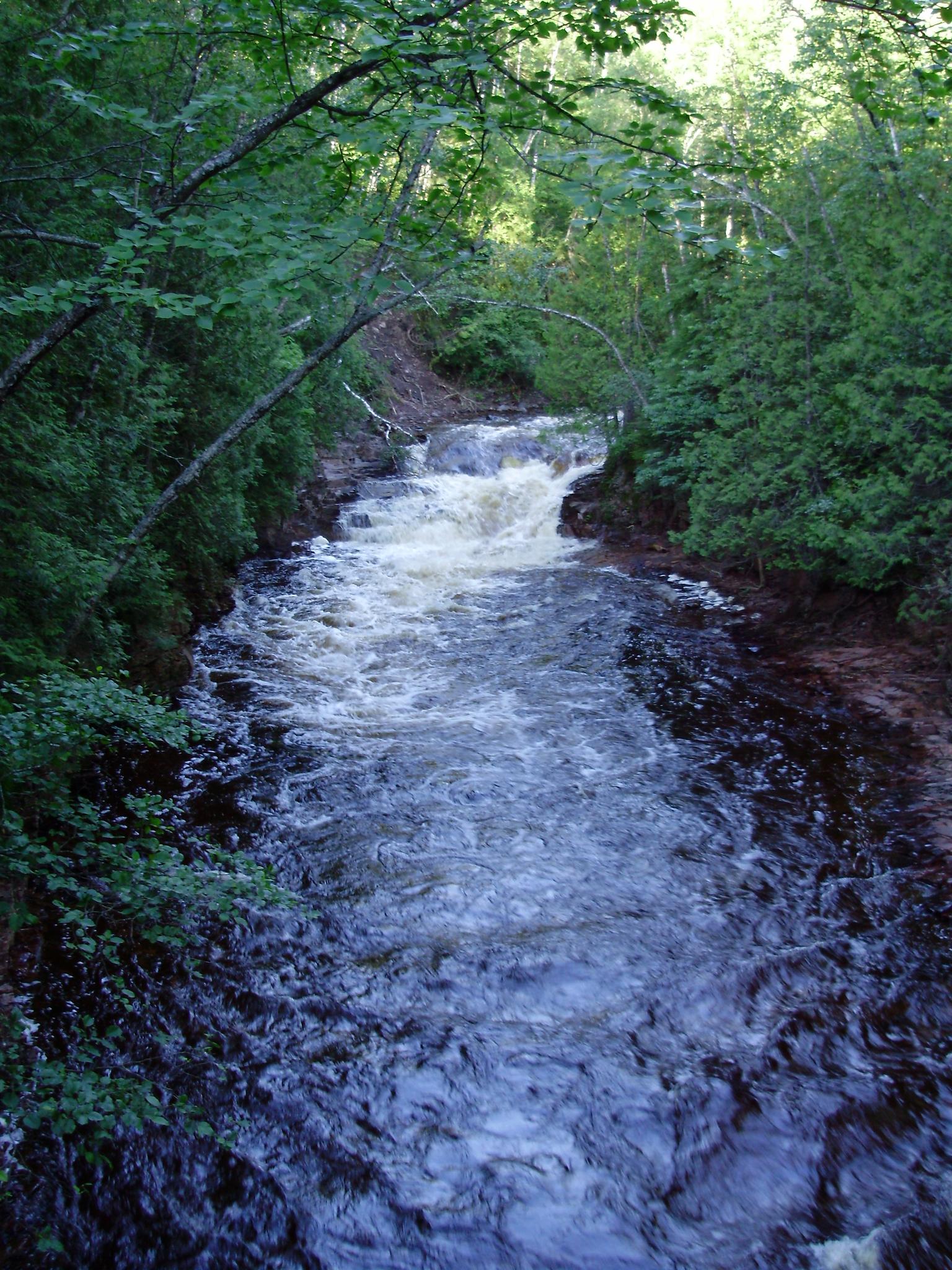 A fast-flowing river with rapids, surrounded by lush green forest under dappled light.