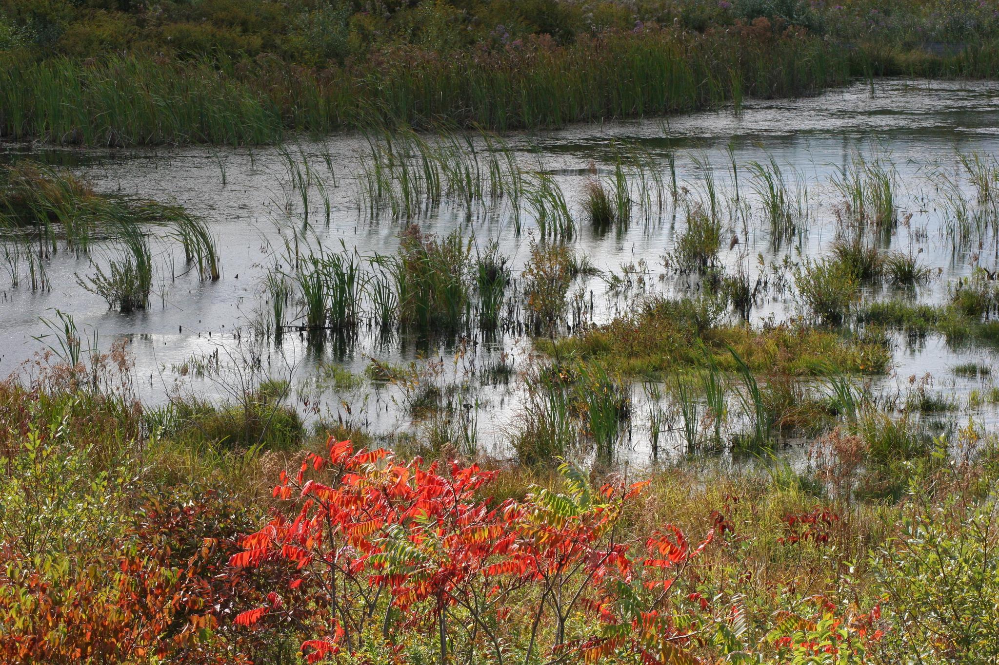 Lush wetland with tall reeds in water and vibrant red foreground plants.