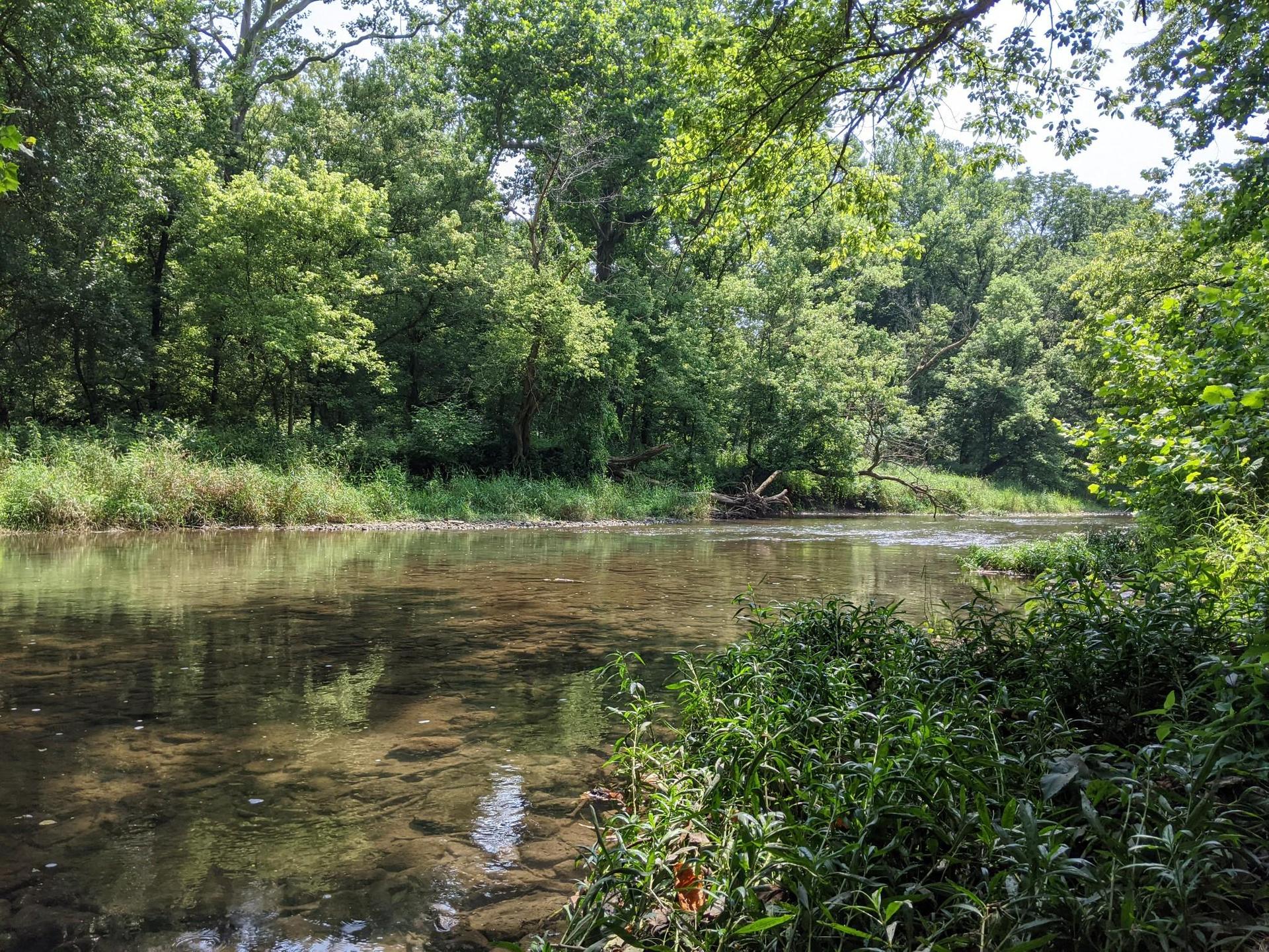 A clear river winds through a lush green forest on a sunny day.