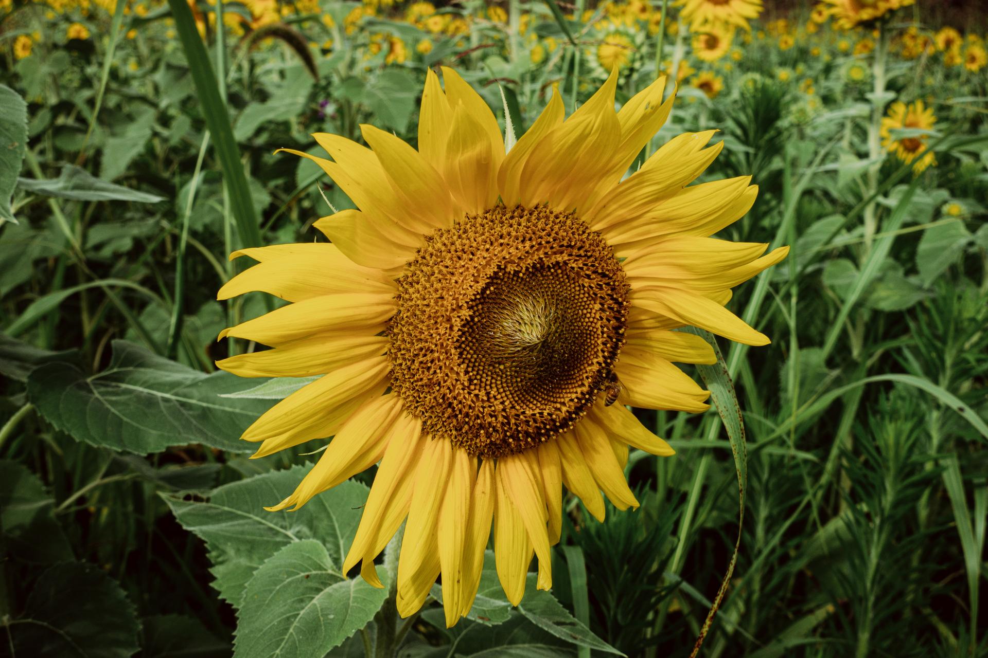Close-up of a vibrant yellow sunflower in a sunny green field.