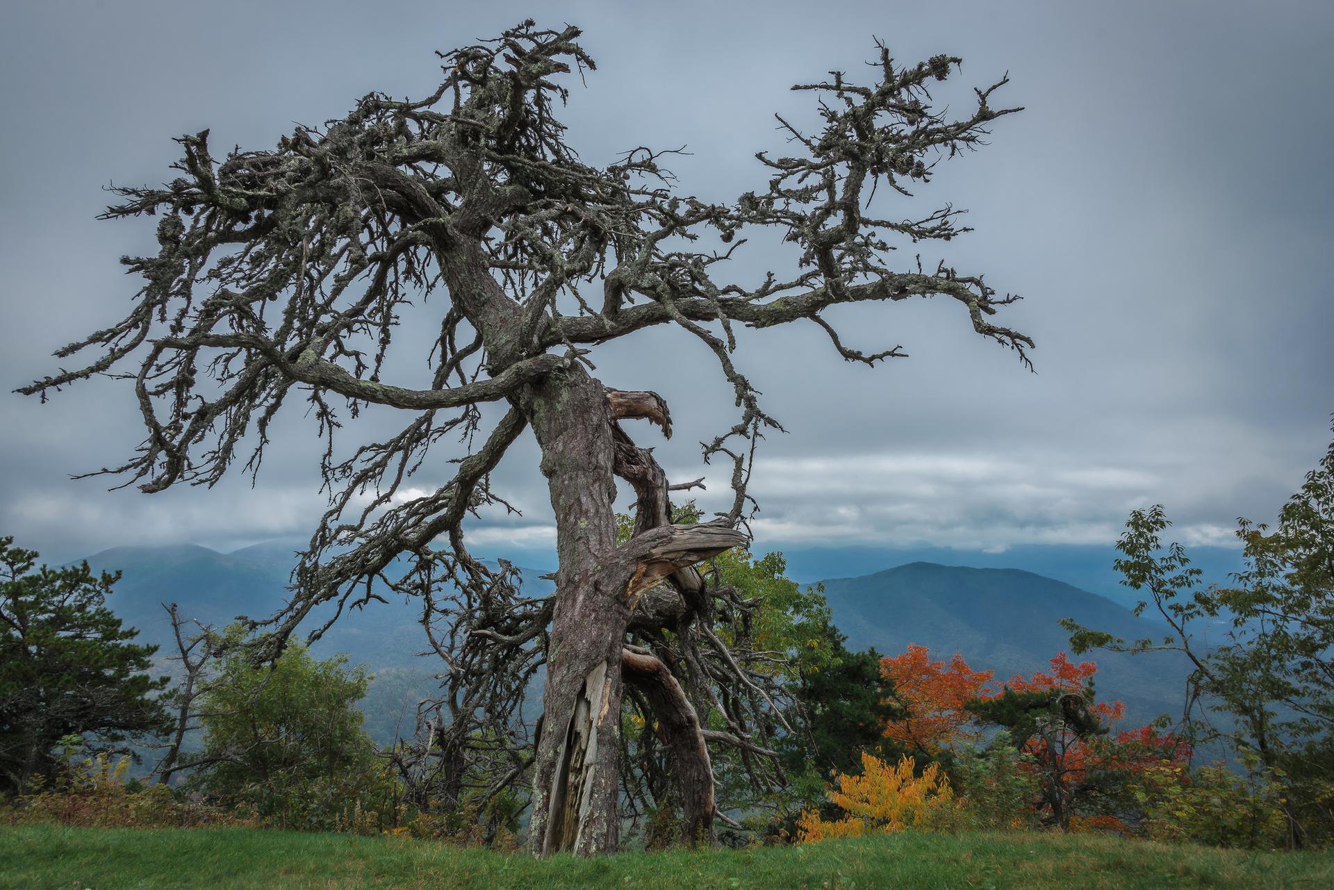 A large, twisted dead tree on a hill with distant mountains under an overcast sky.