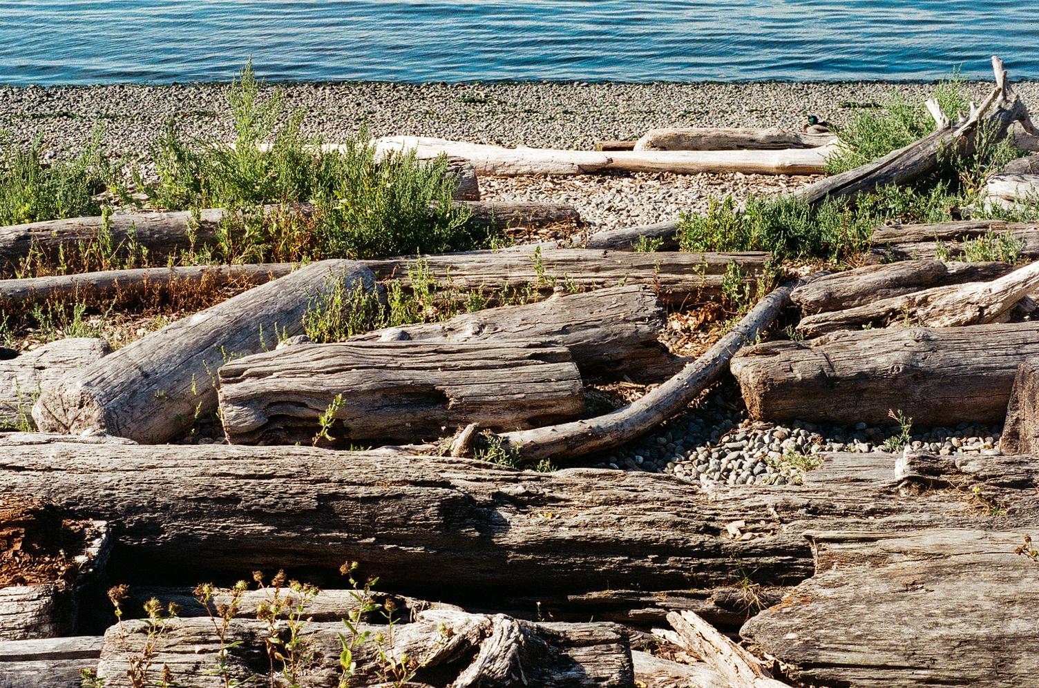 Close-up of weathered driftwood logs on a sunny pebble beach.