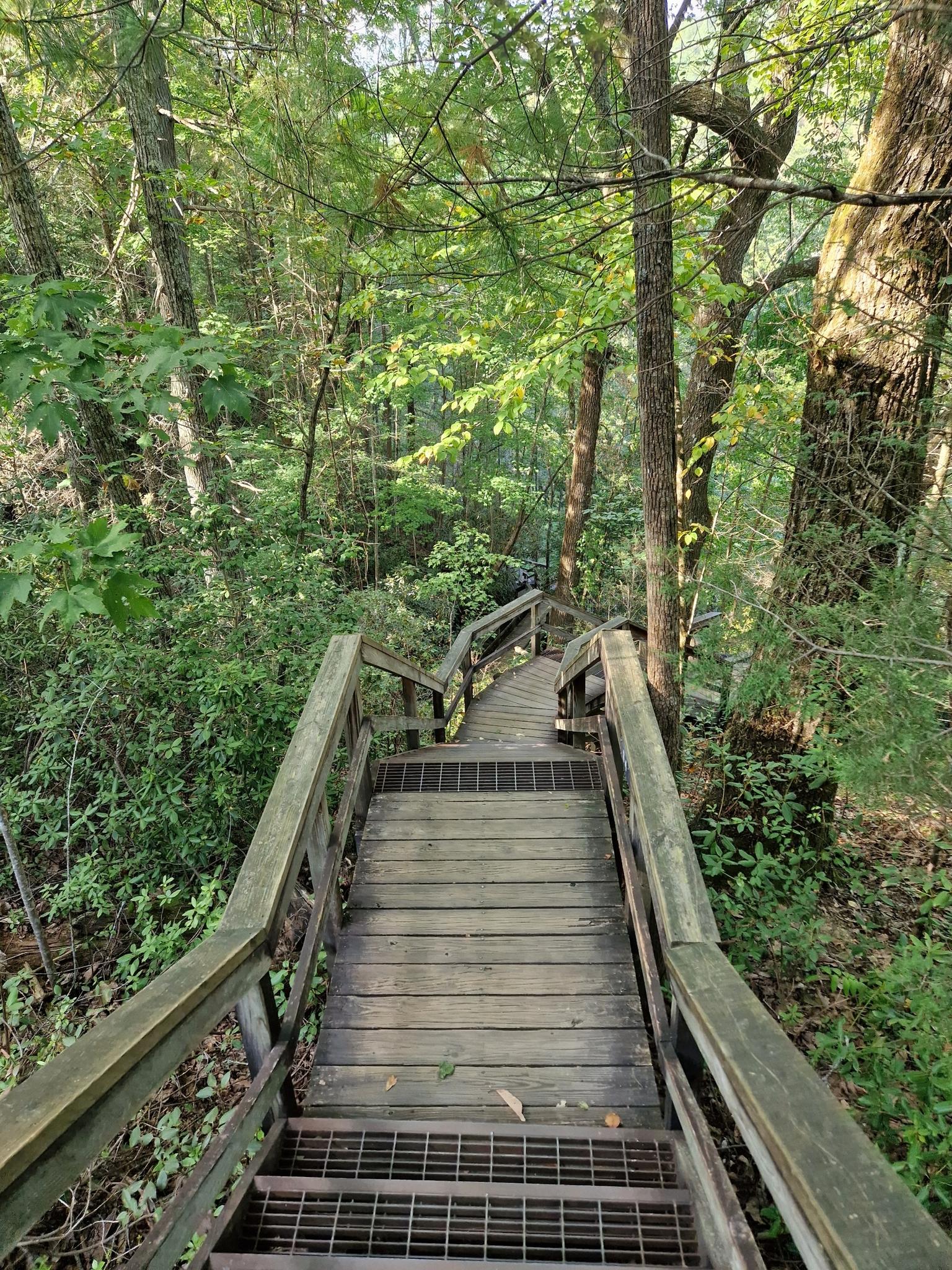 Long wooden staircase descending into a dense, sun-dappled forest.