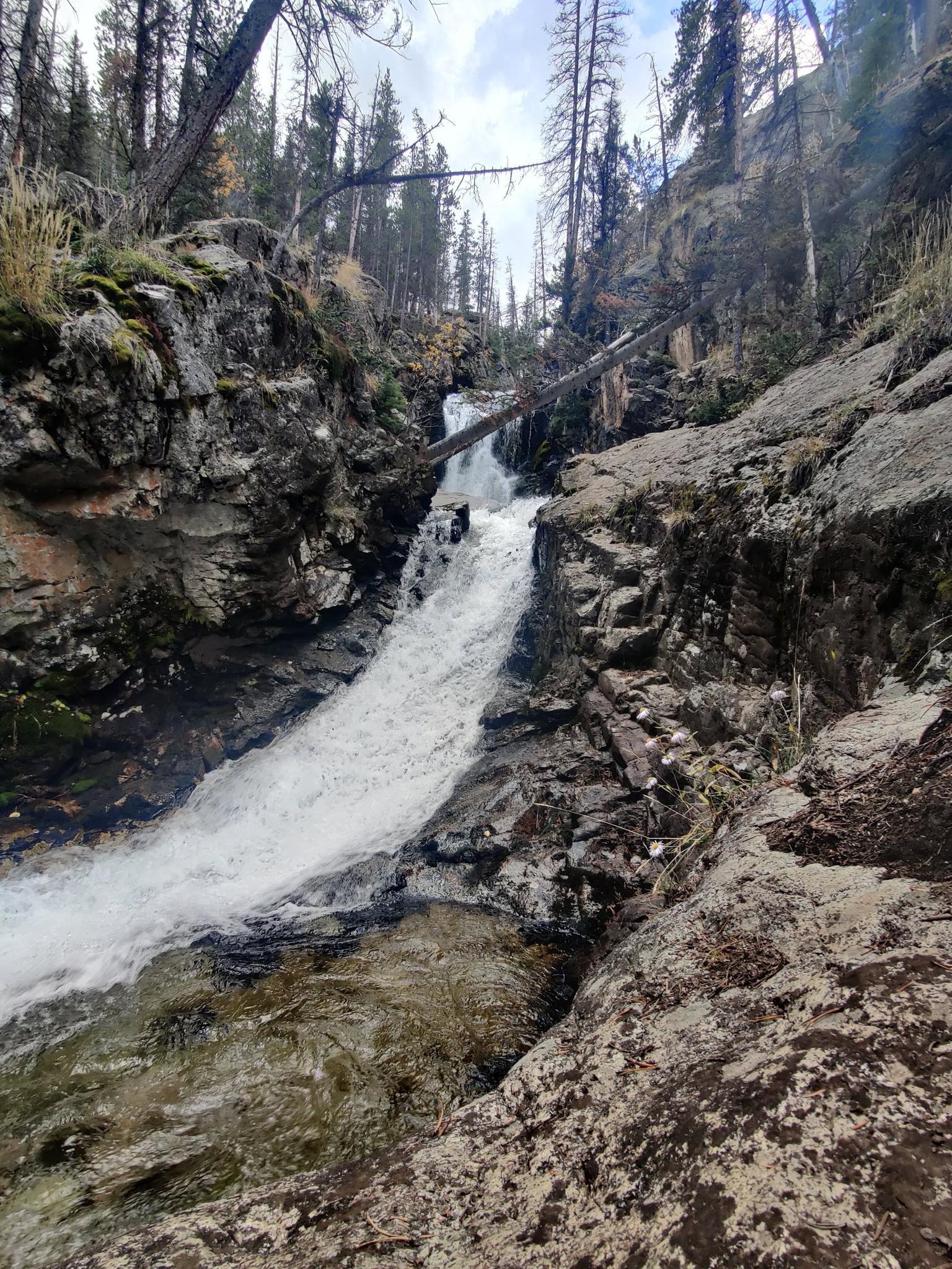 Waterfall cascades down a rocky gorge with a fallen log and surrounding forest.