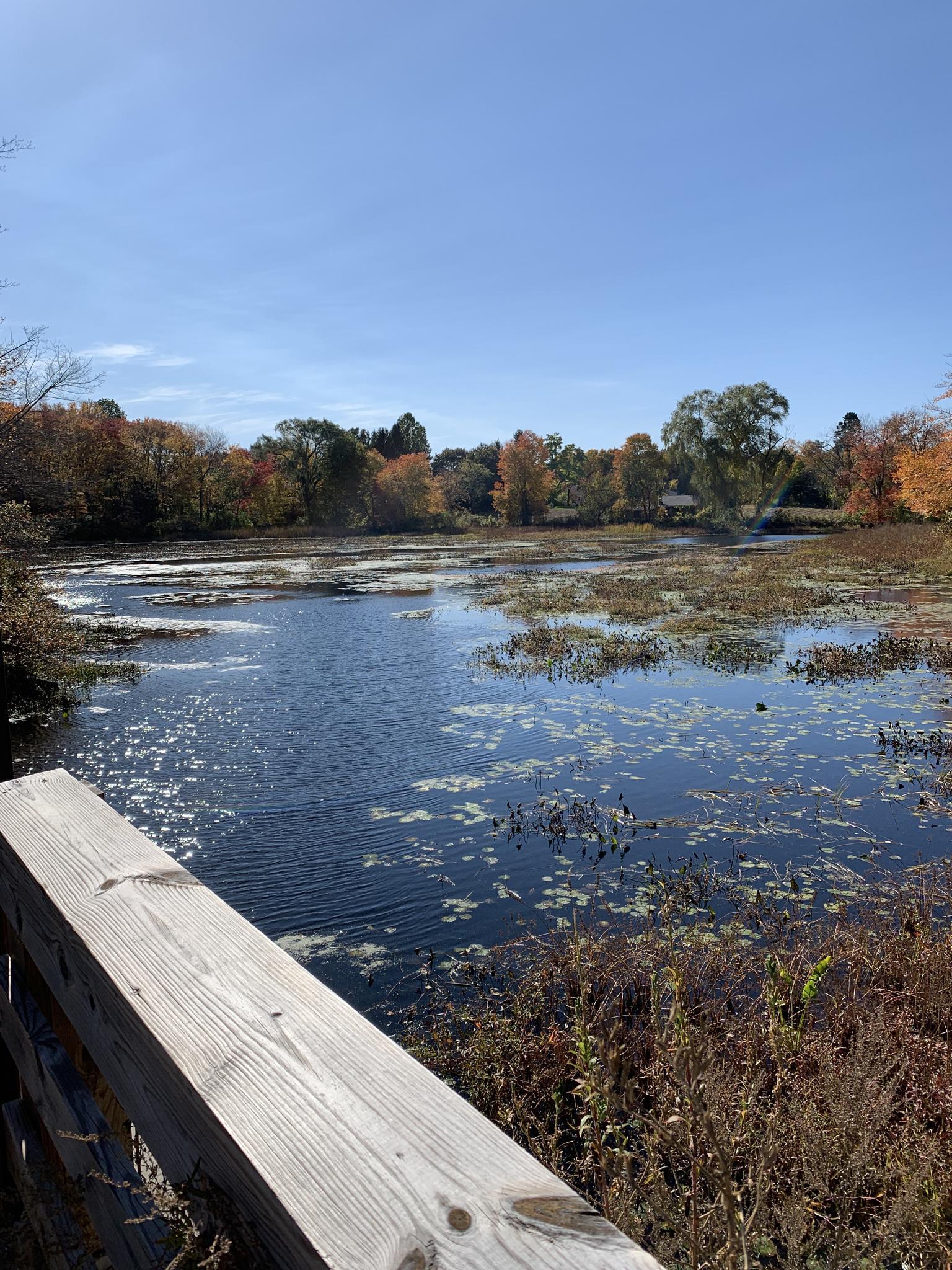 Sunny view of a wetland with colorful autumn trees and a wooden railing.
