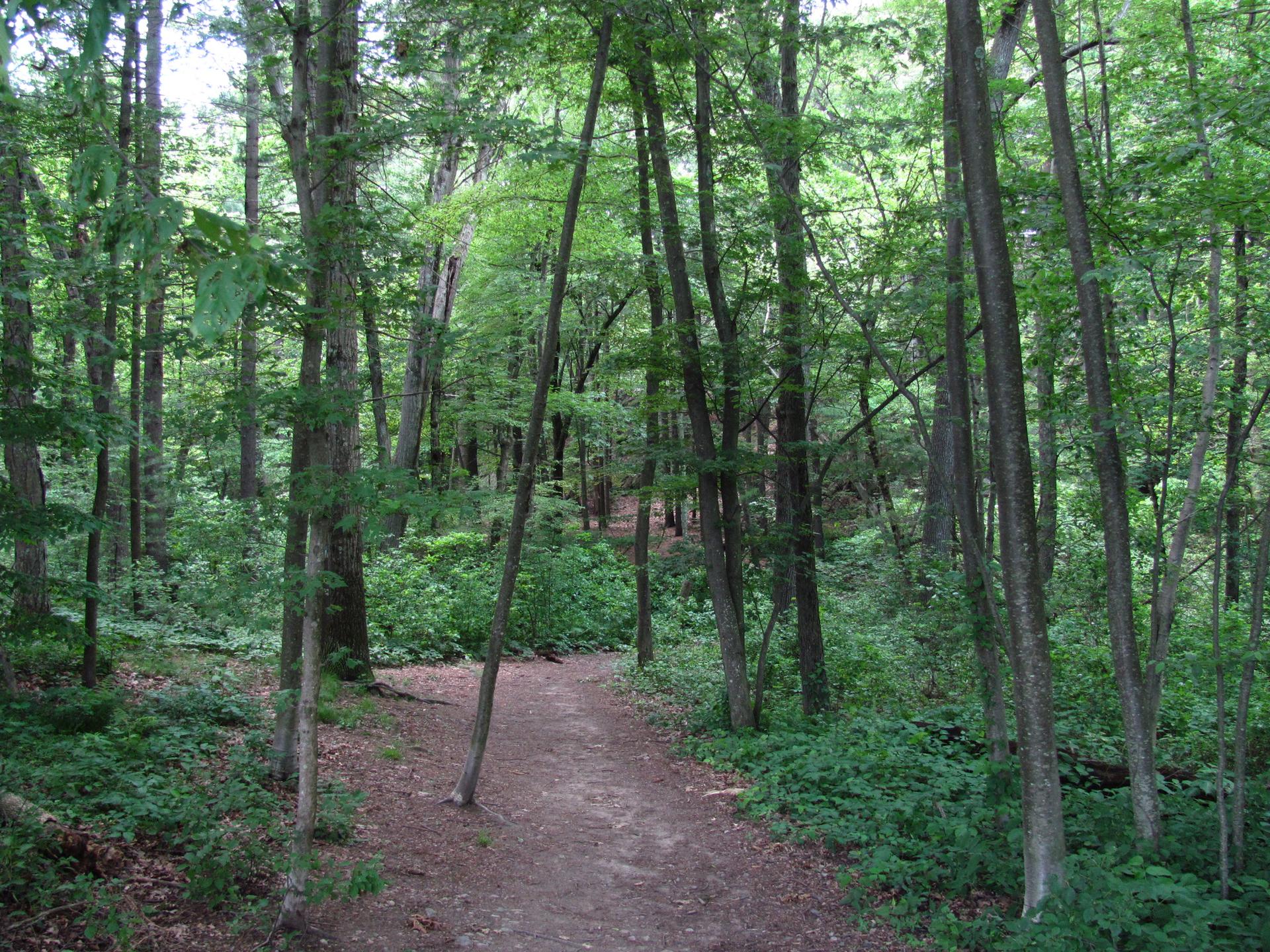 A winding dirt path through a dense, lush green forest.